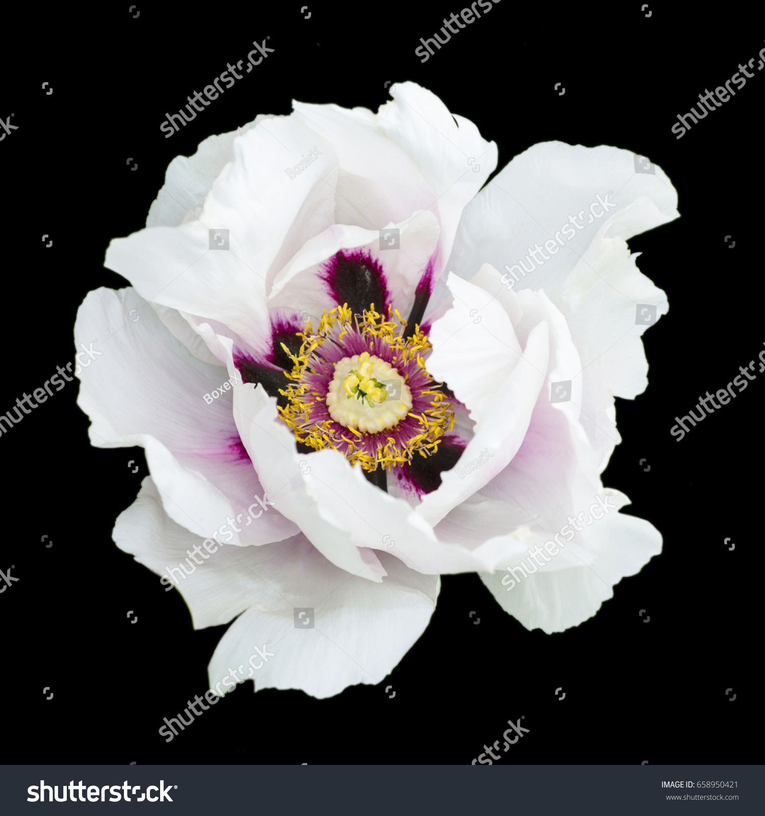 White Peony Flower Macro Photography Isolated Stock Photo (Royalty ...
