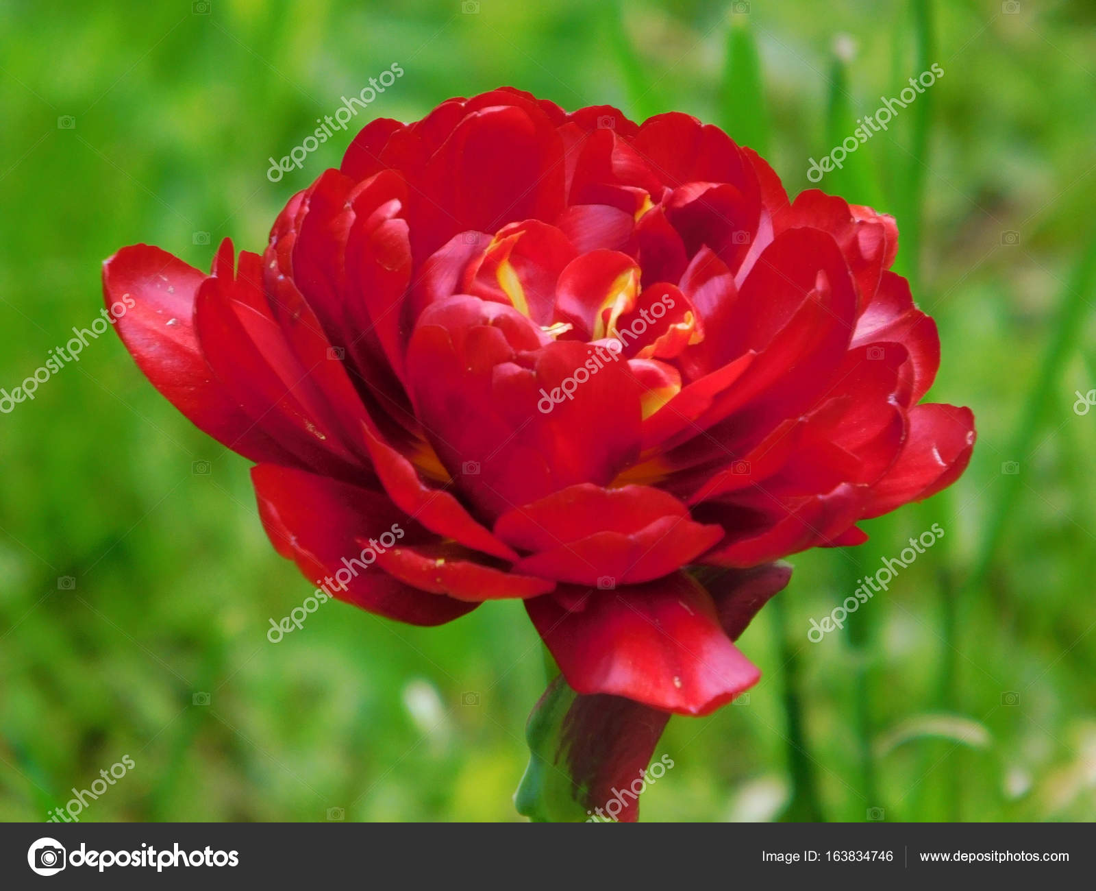 Red peony flowering tulip macro photo — Stock Photo © LeoDeKol ...