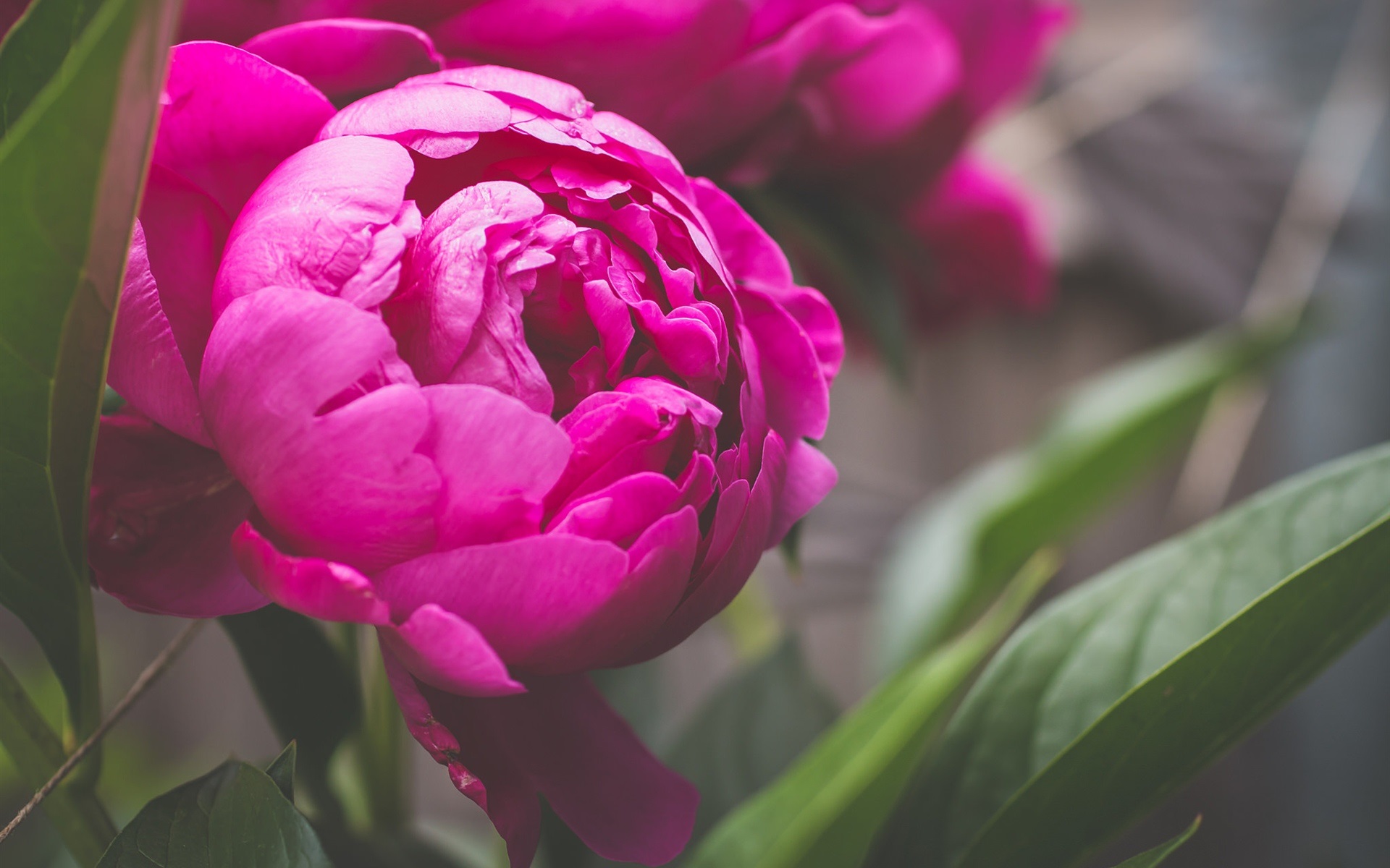 Wallpaper Pink peony flower macro photography 1920x1200 HD Picture ...