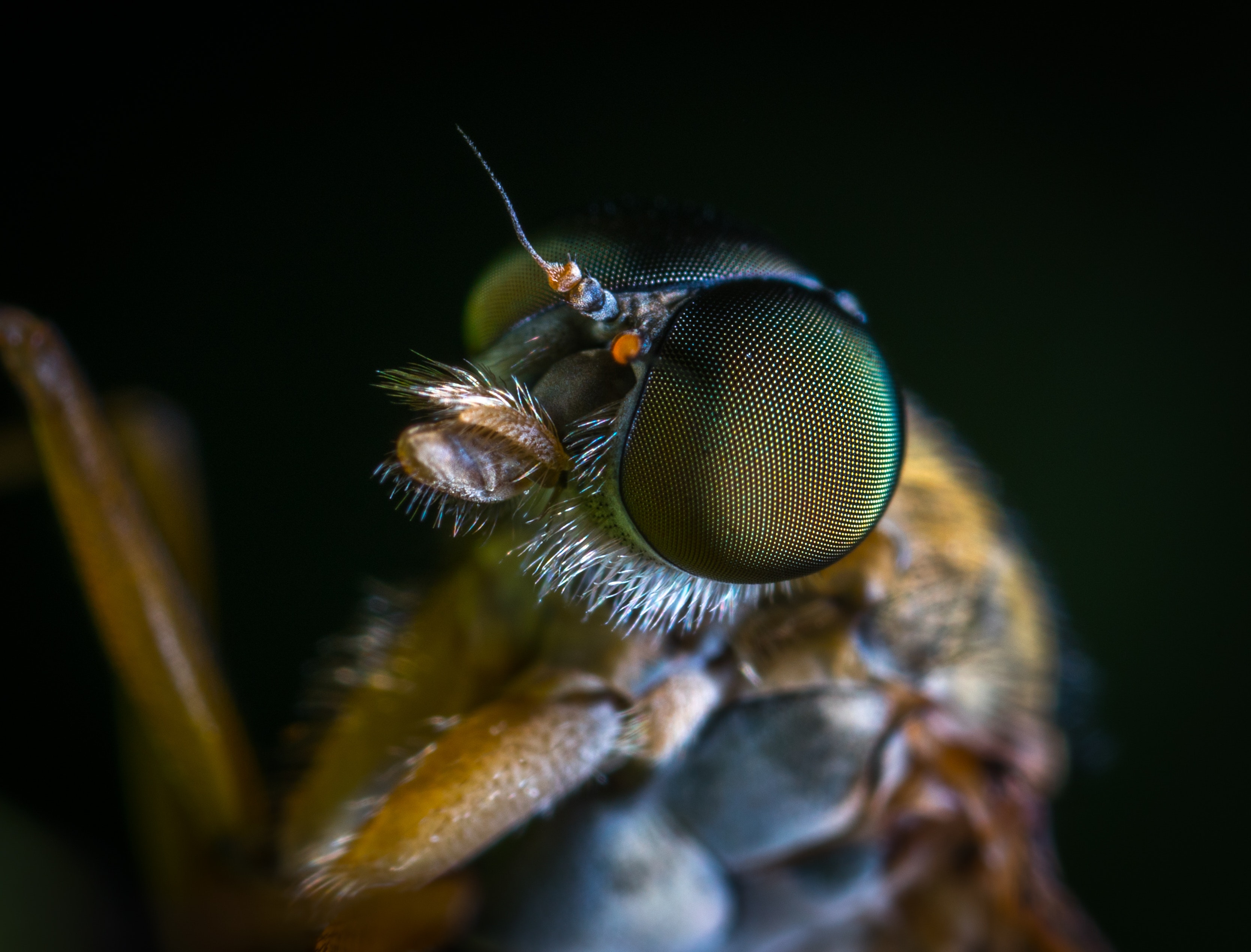 Macro photo of a brown fly