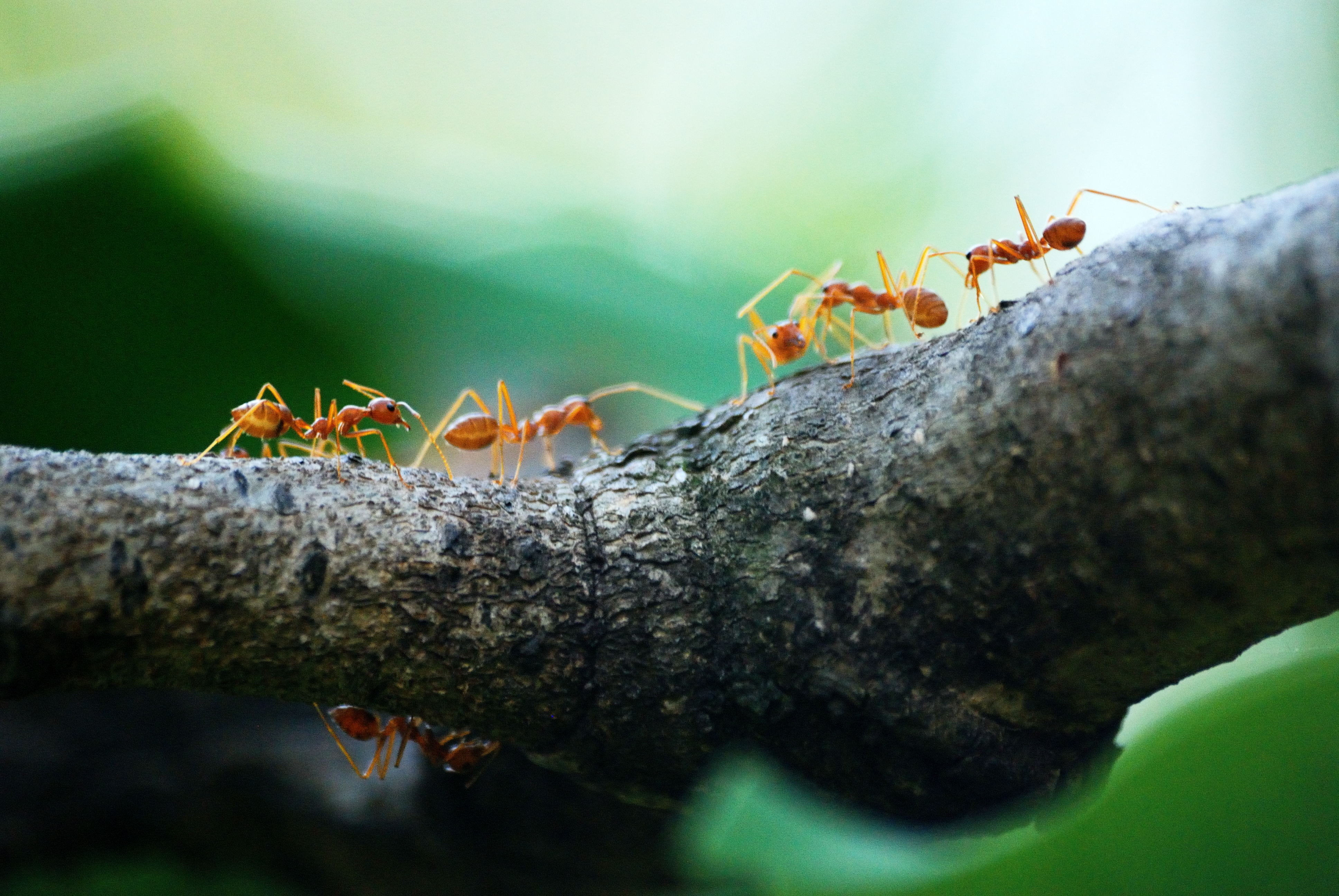 Сонник муравьи много. Муравьи листорезы. Муравьи в муравейнике. Муравейник Макросъемка. Оранжевые муравьи.