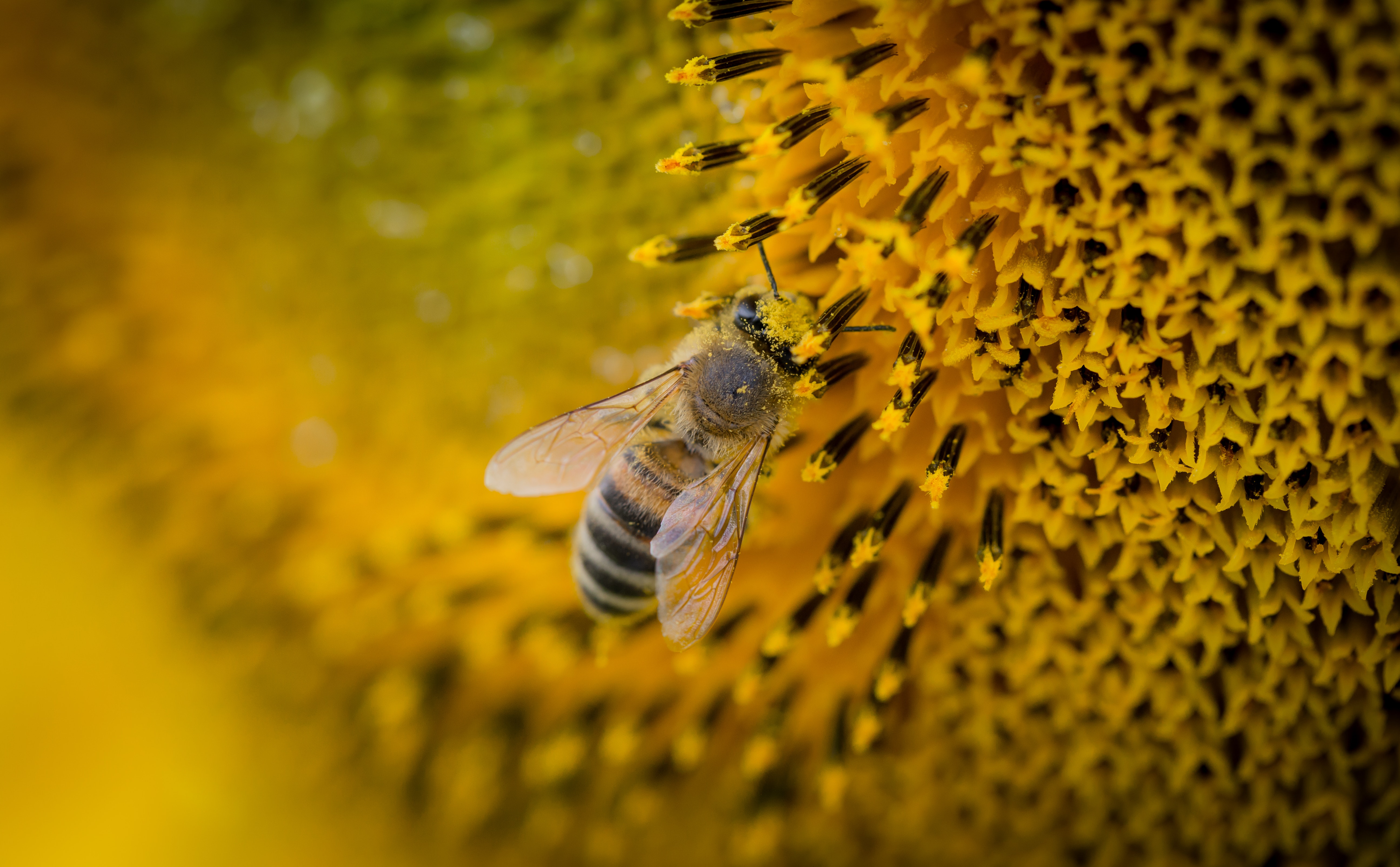 Macro Photography of a Bee, Bee, Macro, Pollination, Pollen, HQ Photo