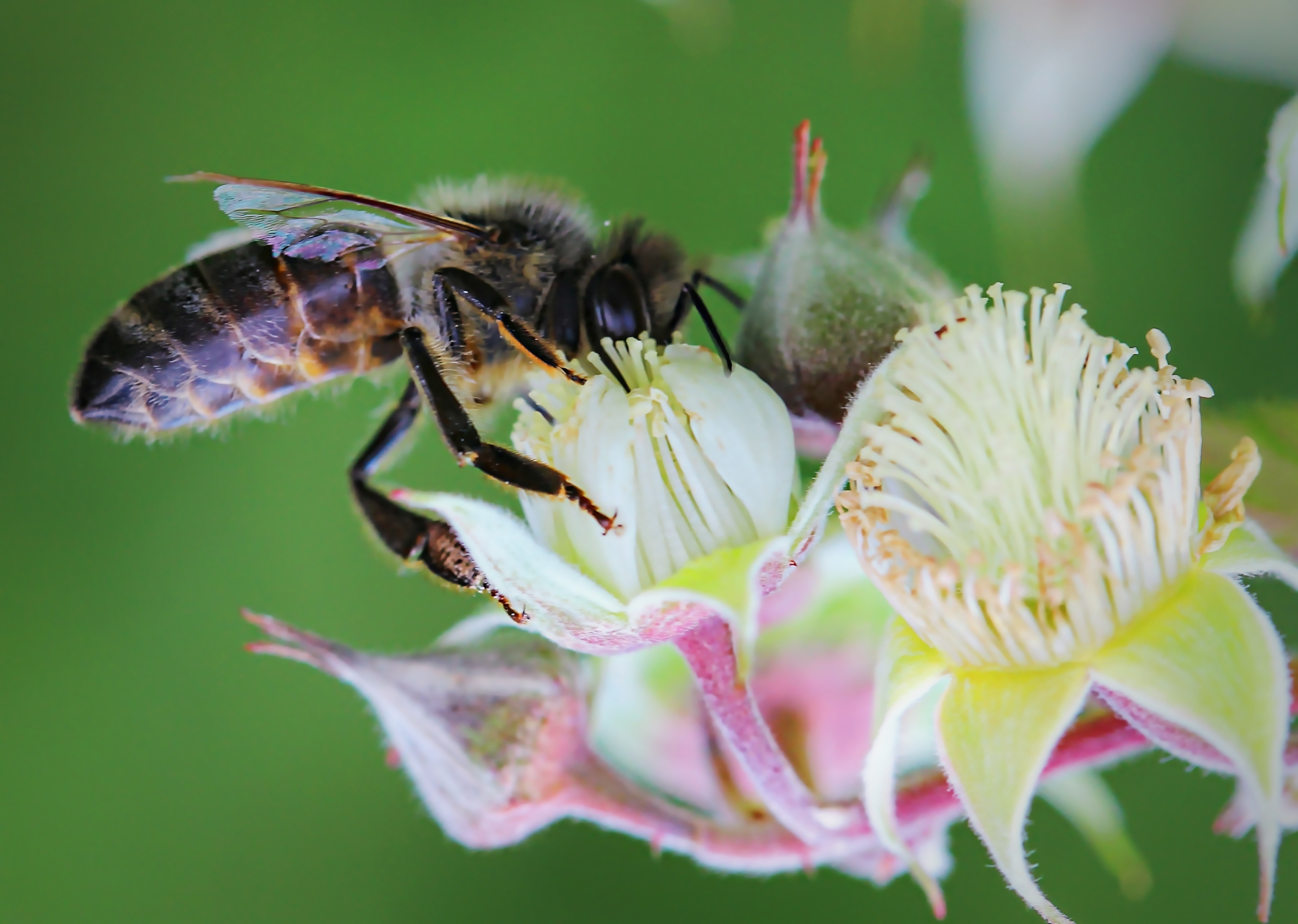 Free Images : work, nature, blossom, plant, flower, petal, summer ...