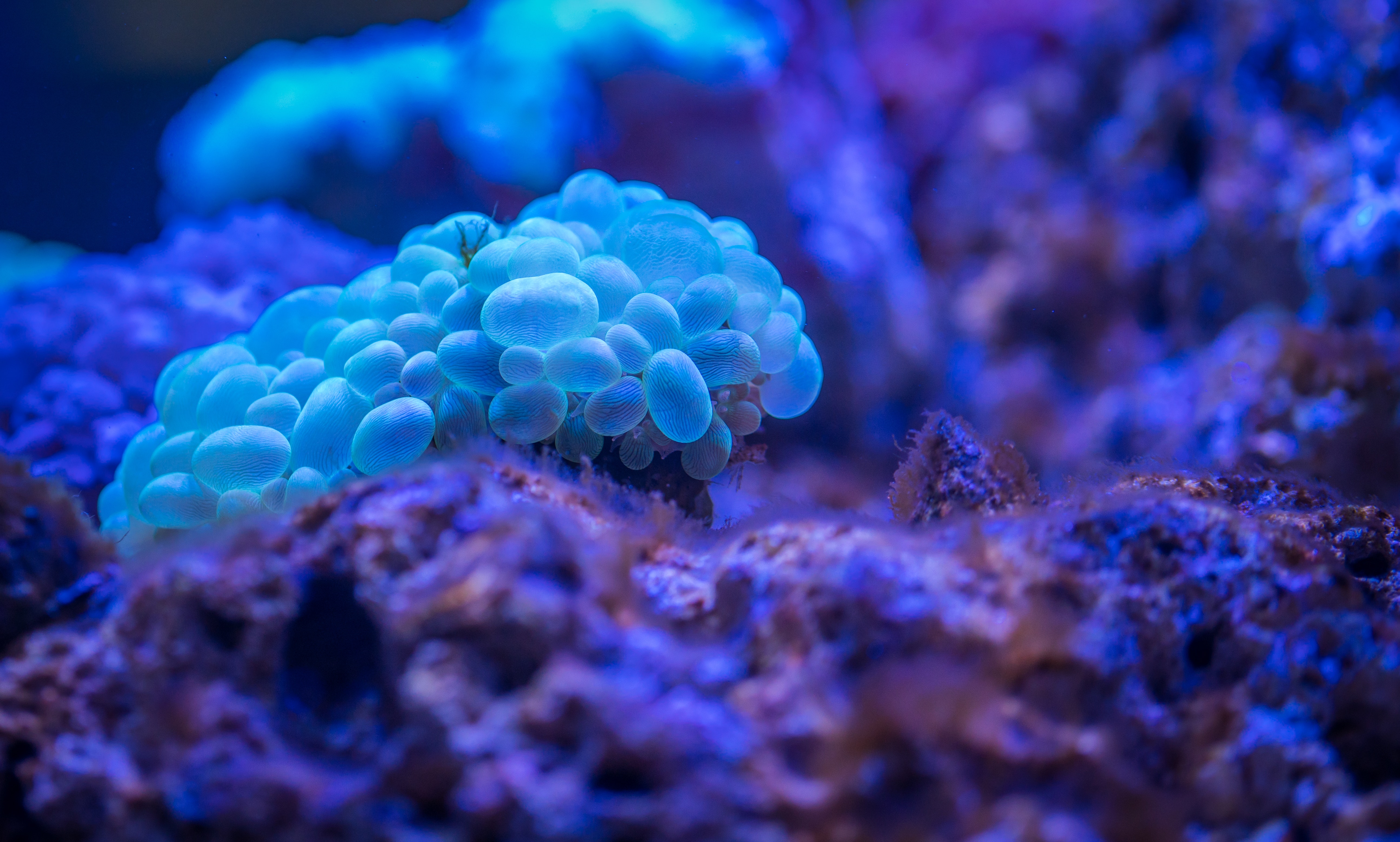 Macro photography of bubble coral