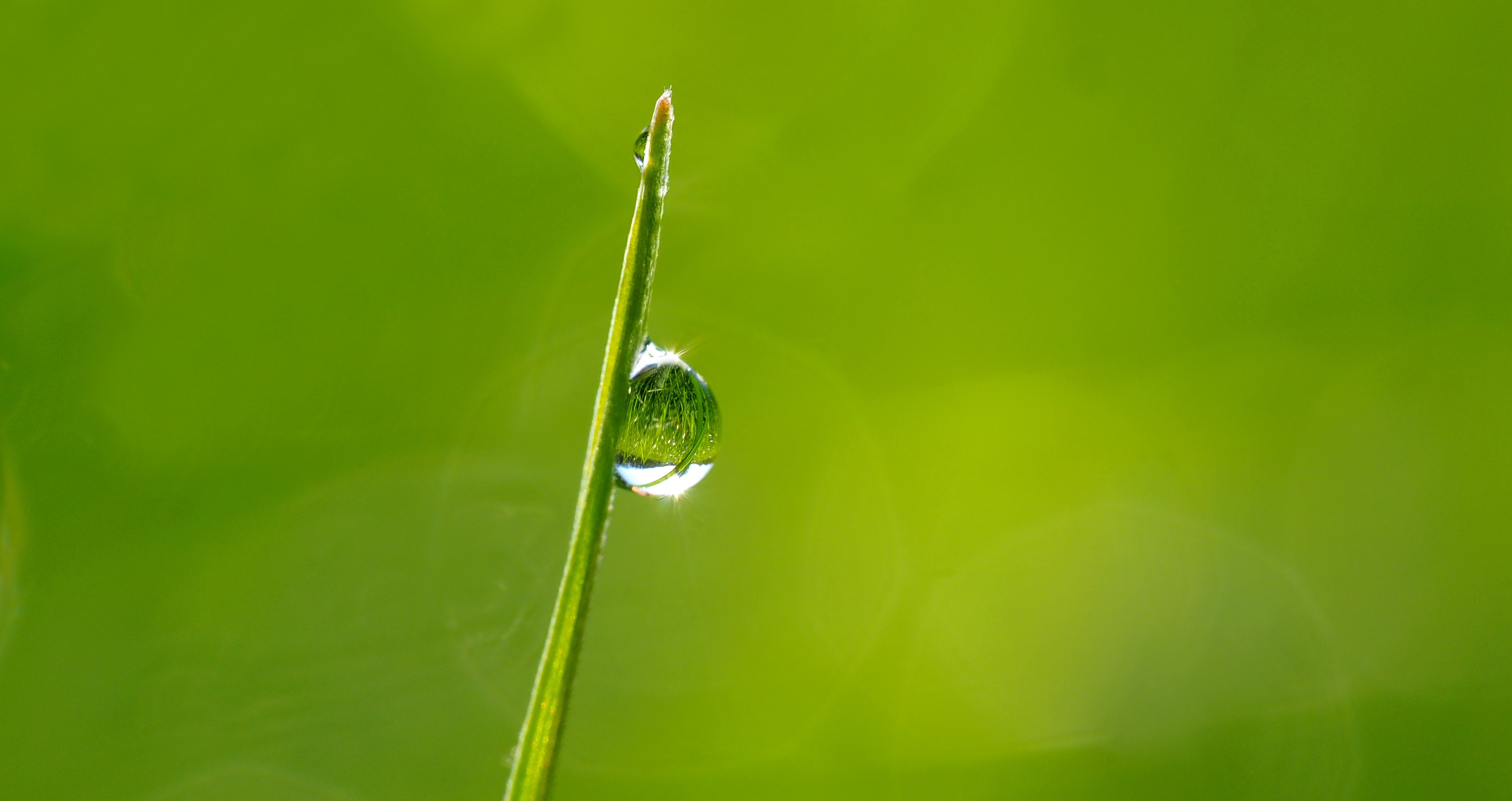 Macro Photography of Droplet on Green Leaf during Daytime, Blade of grass, Light glare, Water, Reflection, HQ Photo