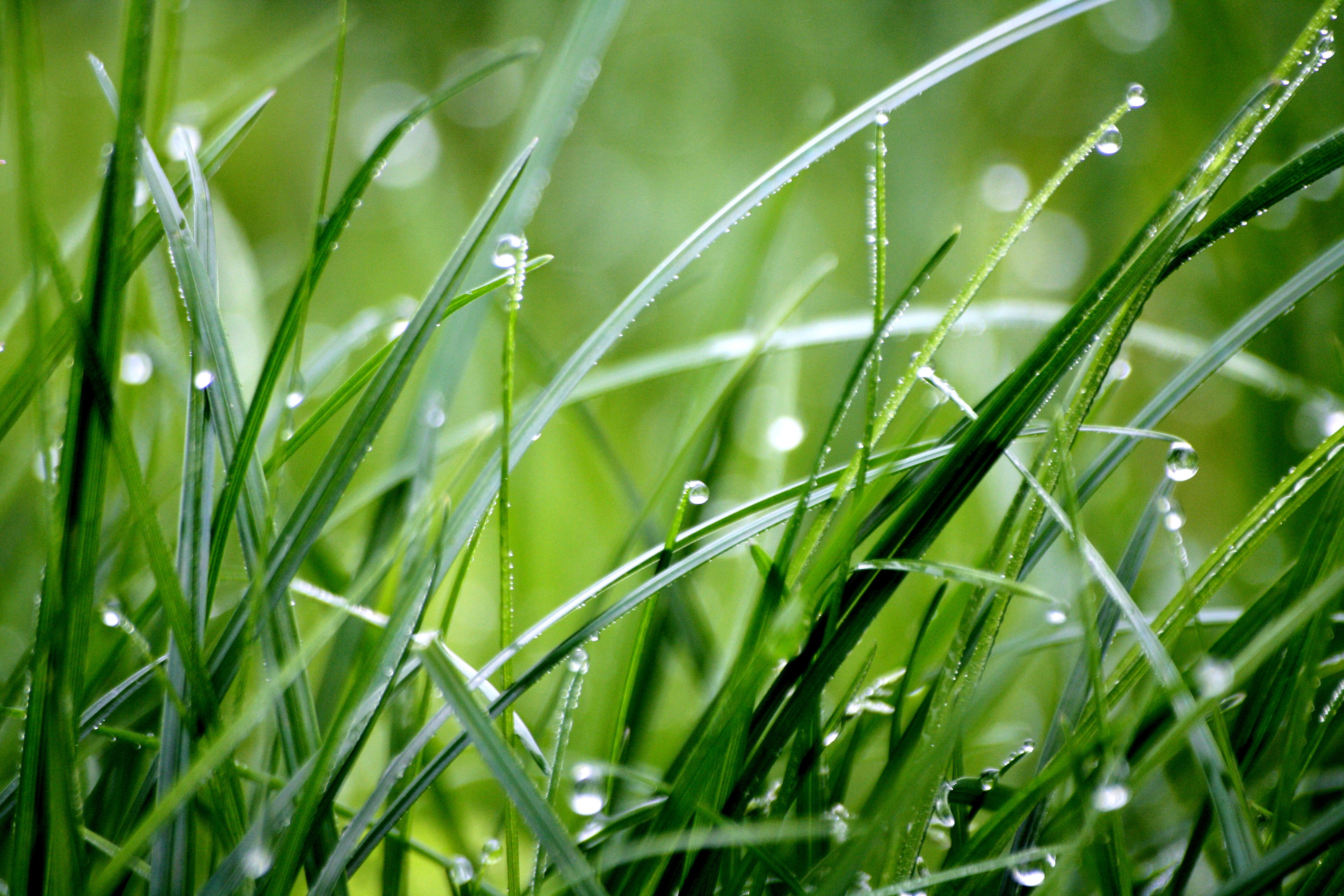 Свет свежесть. Роса на траве. Зеленая трава. Трава после дождя. Сочная трава с росой.