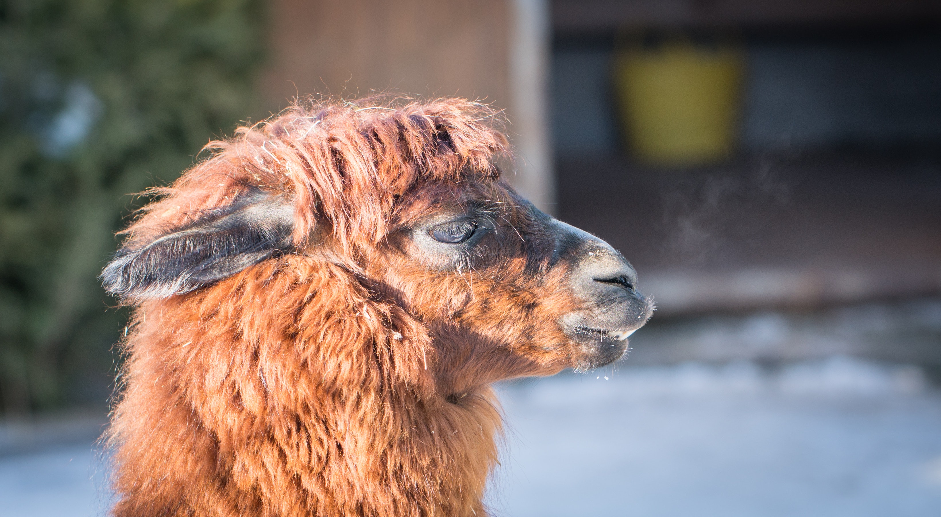 Macro photography of llamas head