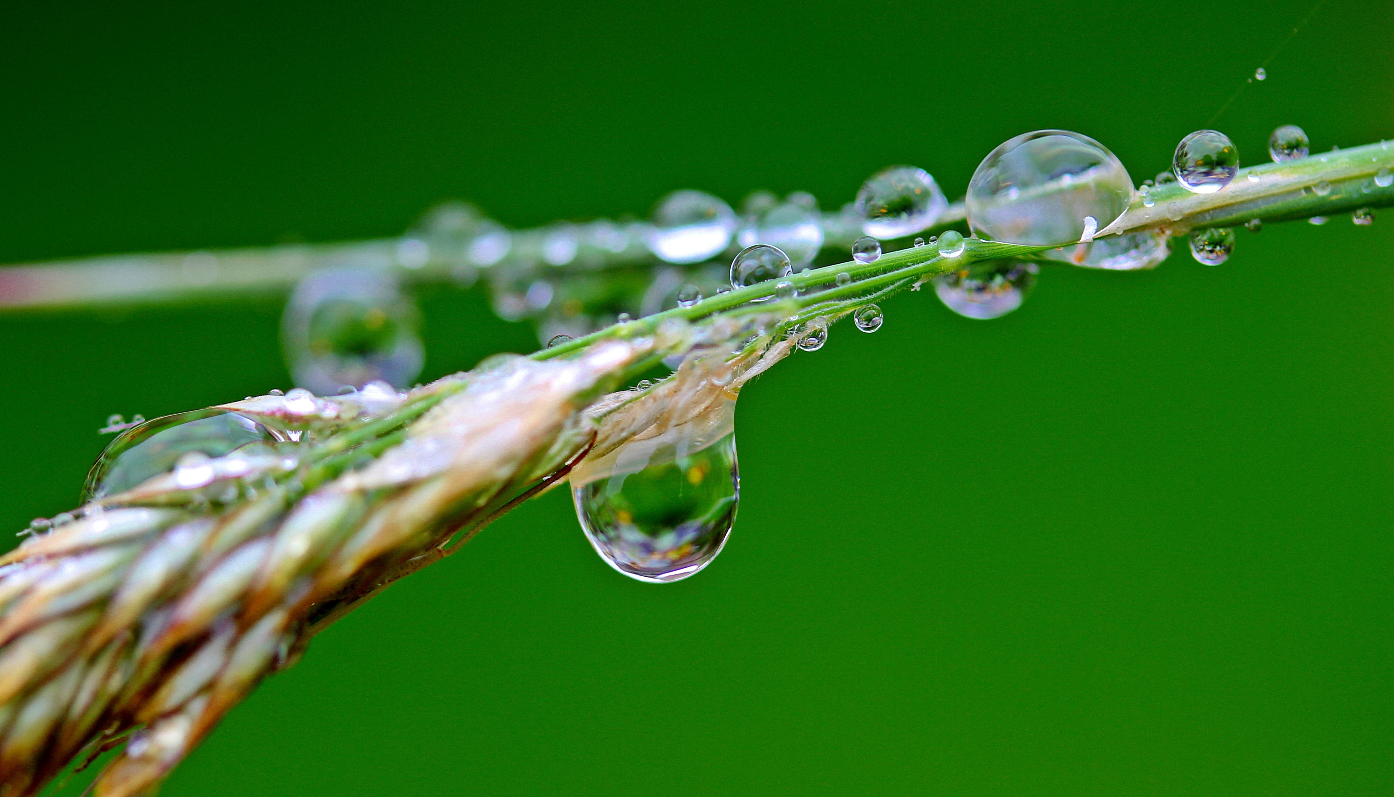 Macro Photography of Morning Dew Drop on the Plants Stem, Blur, Liquid, Waterdrops, Water, HQ Photo