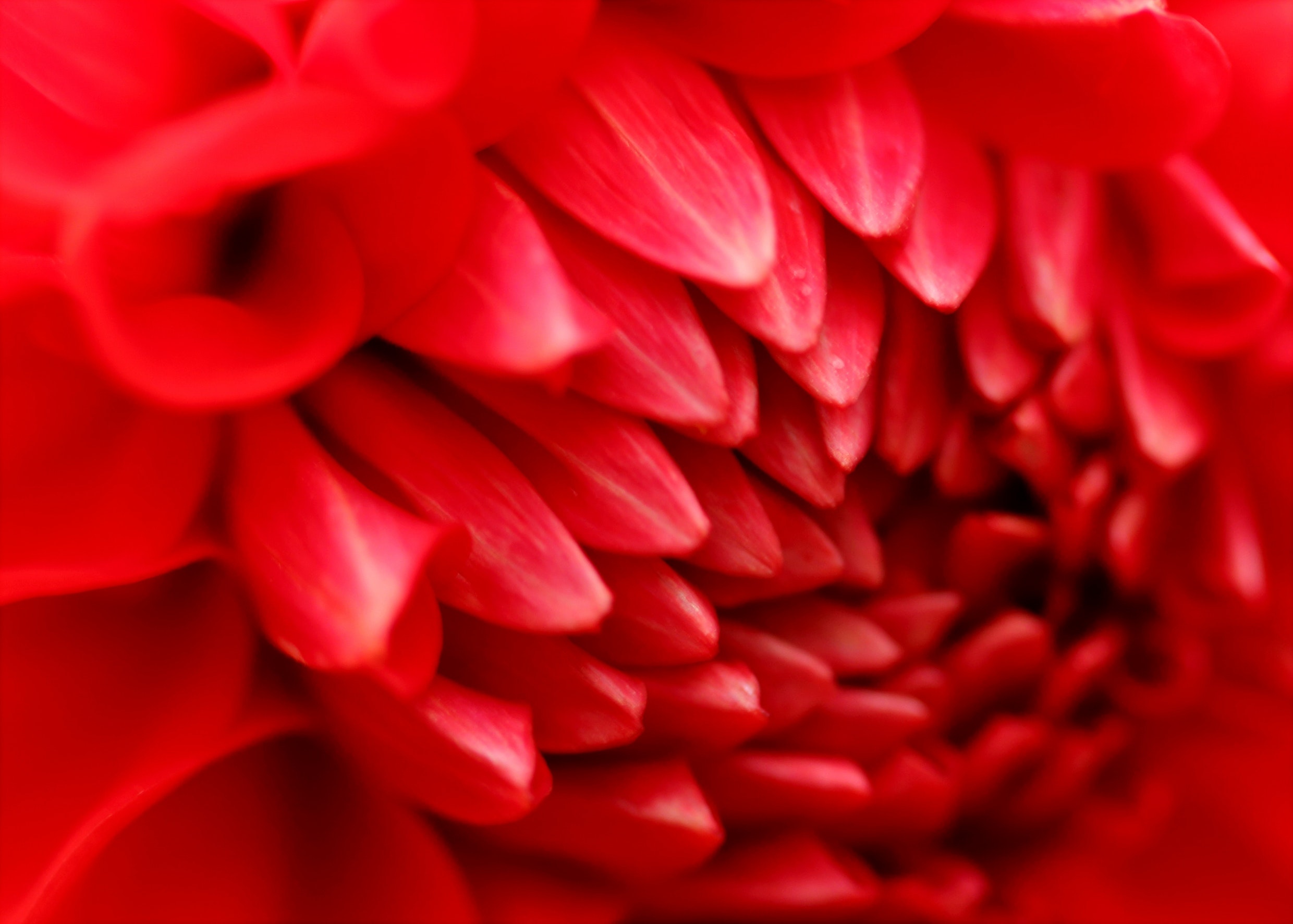 Macro Photography of Red Dahlia Flower, Beautiful, Garden, Season, Romantic, HQ Photo