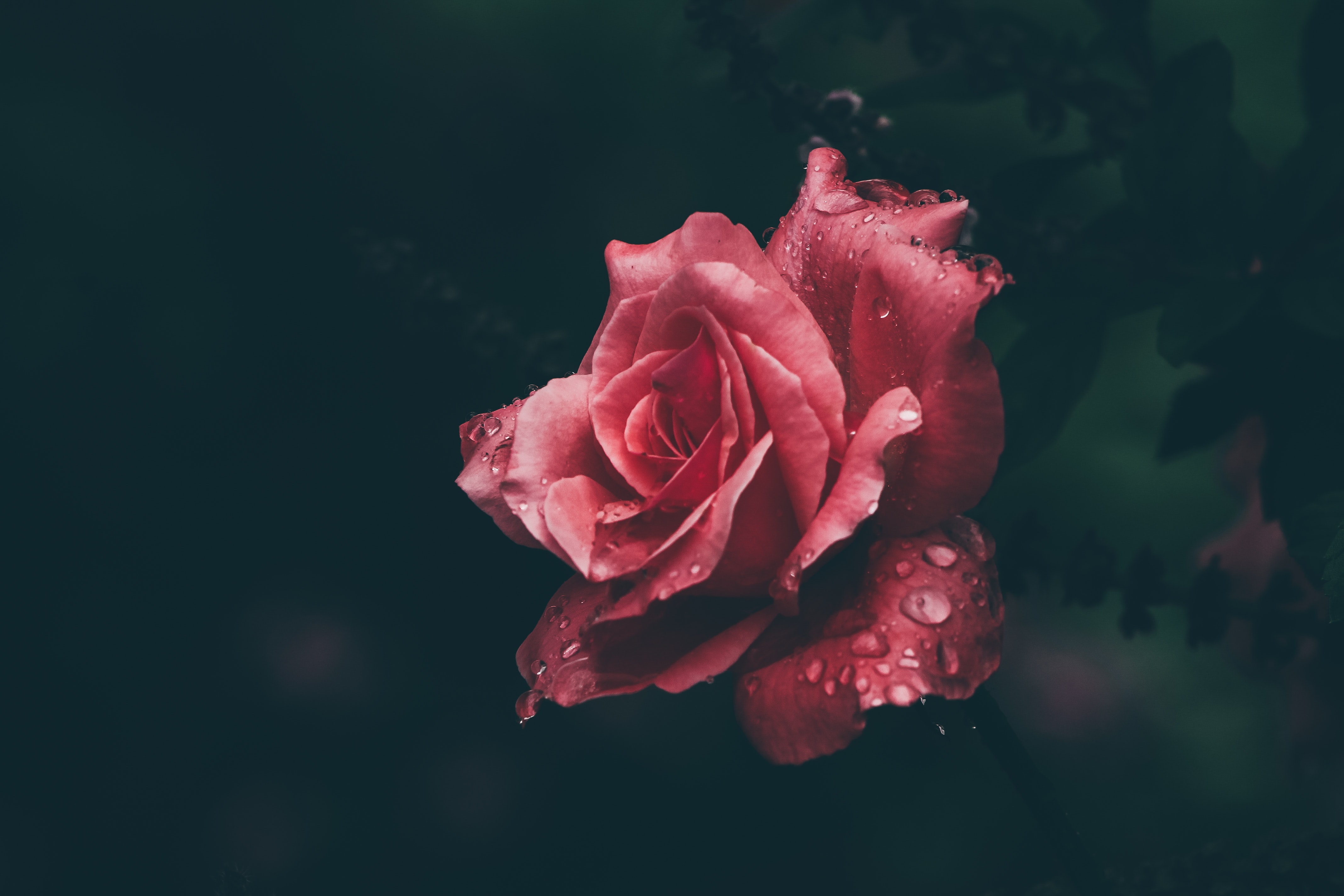 Rose photo