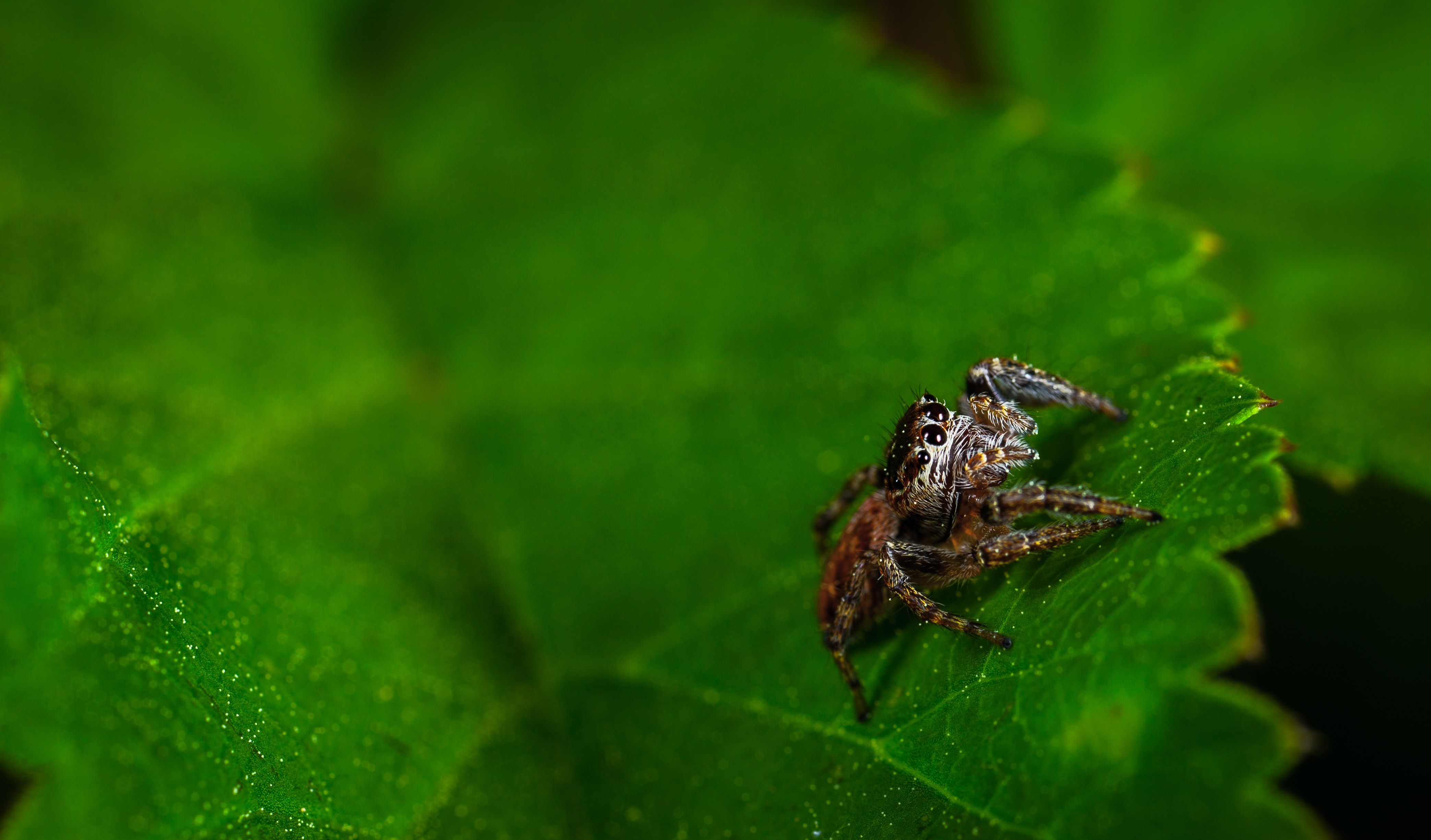 Macro Photography of Spider On Leaf, Animal, Jumping spider, Wild animal, Spider, HQ Photo