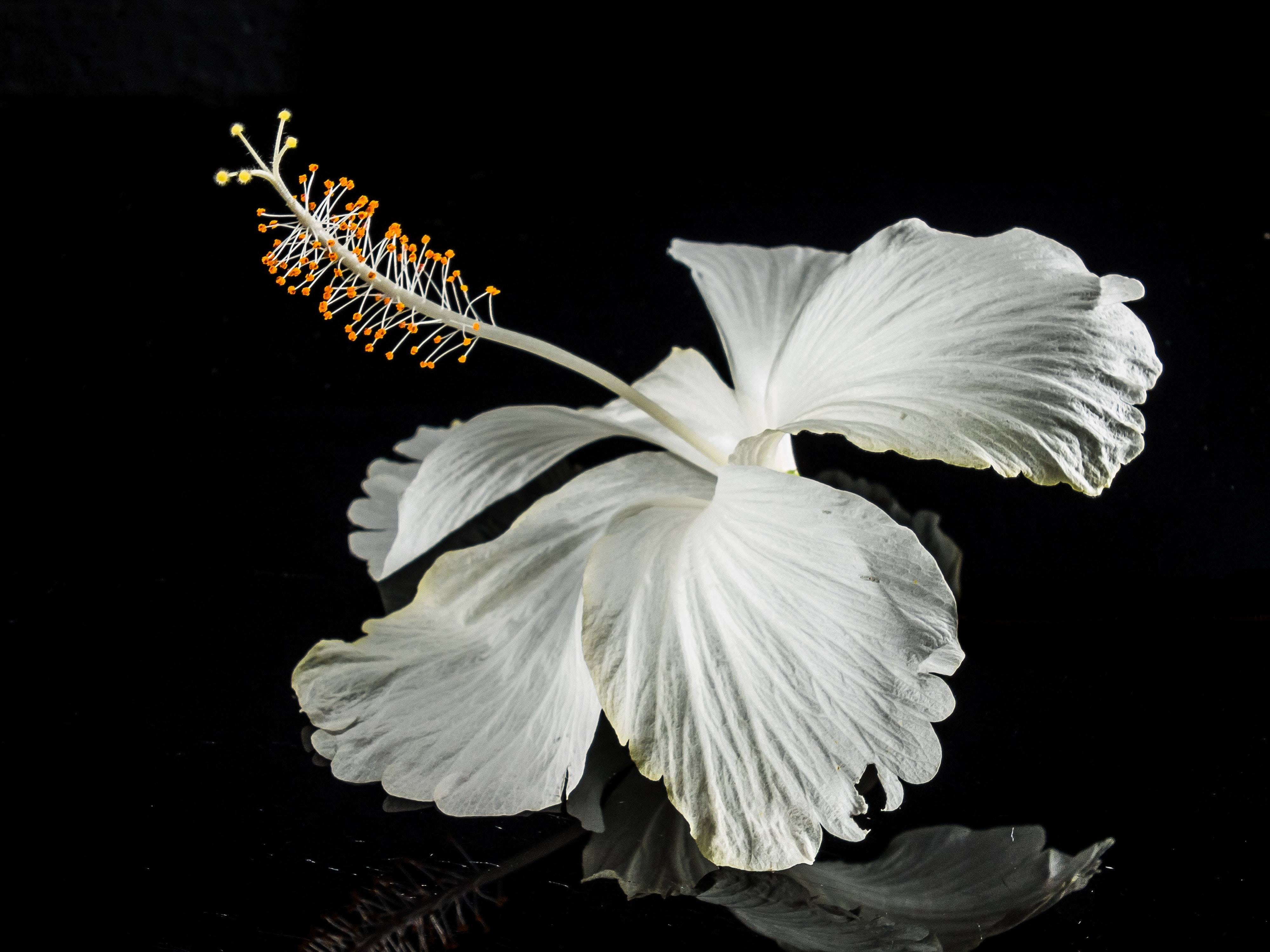 Macro Photography of White Flower, Bloom, Blossom, Flora, Flower, HQ Photo
