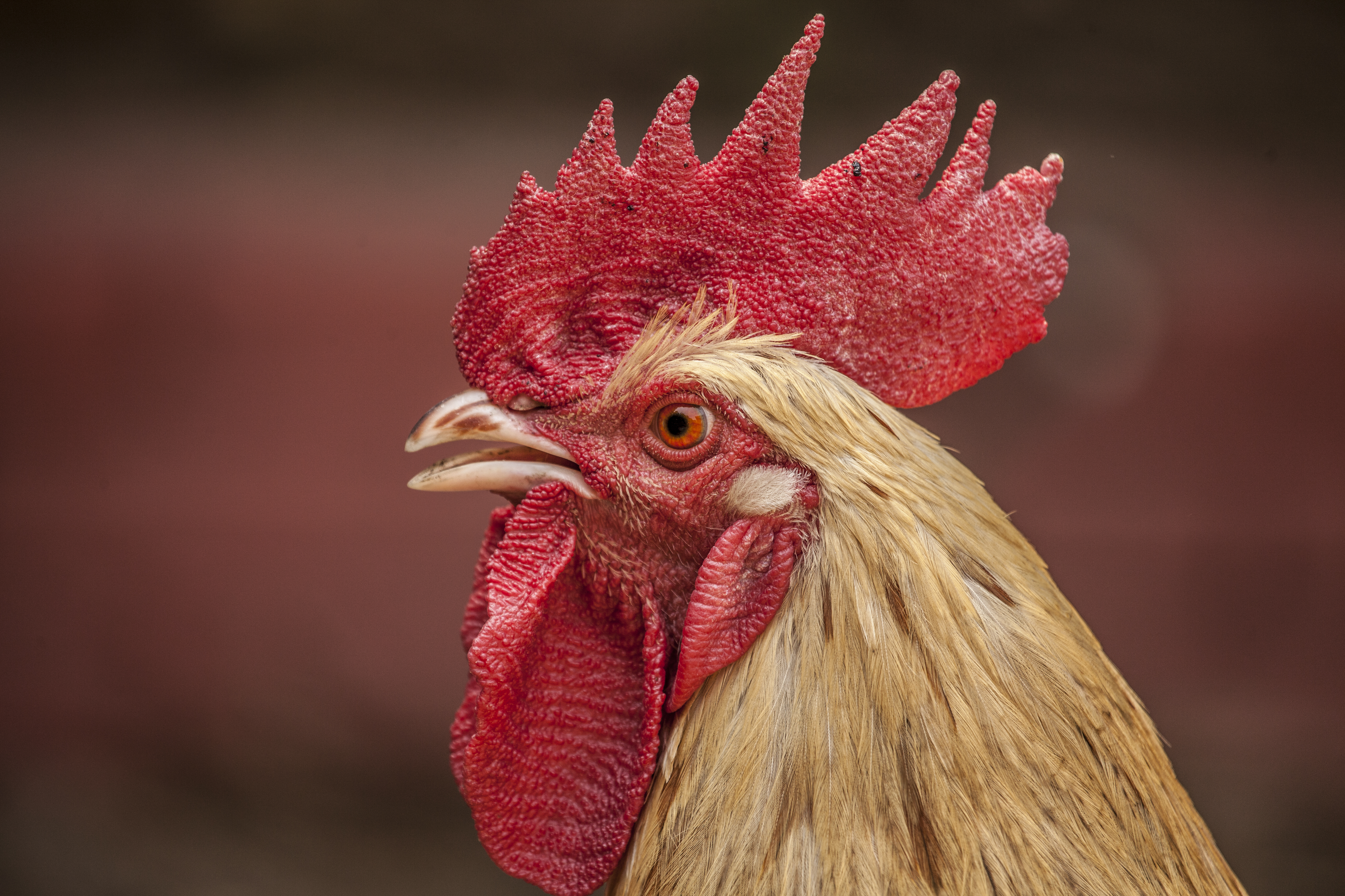 Free Images : bird, animal, red, beak, macro, chicken, rooster ...