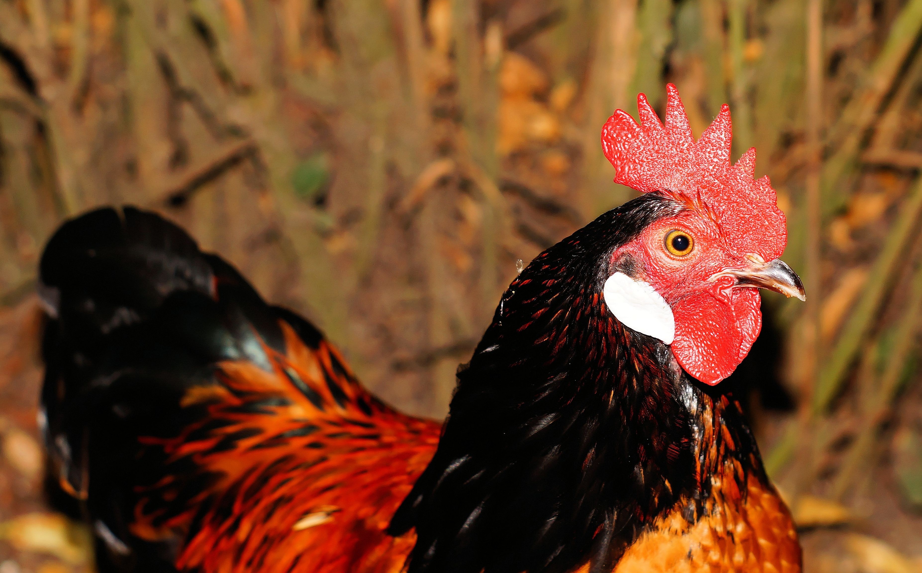 Red and Brown Rooster · Free Stock Photo