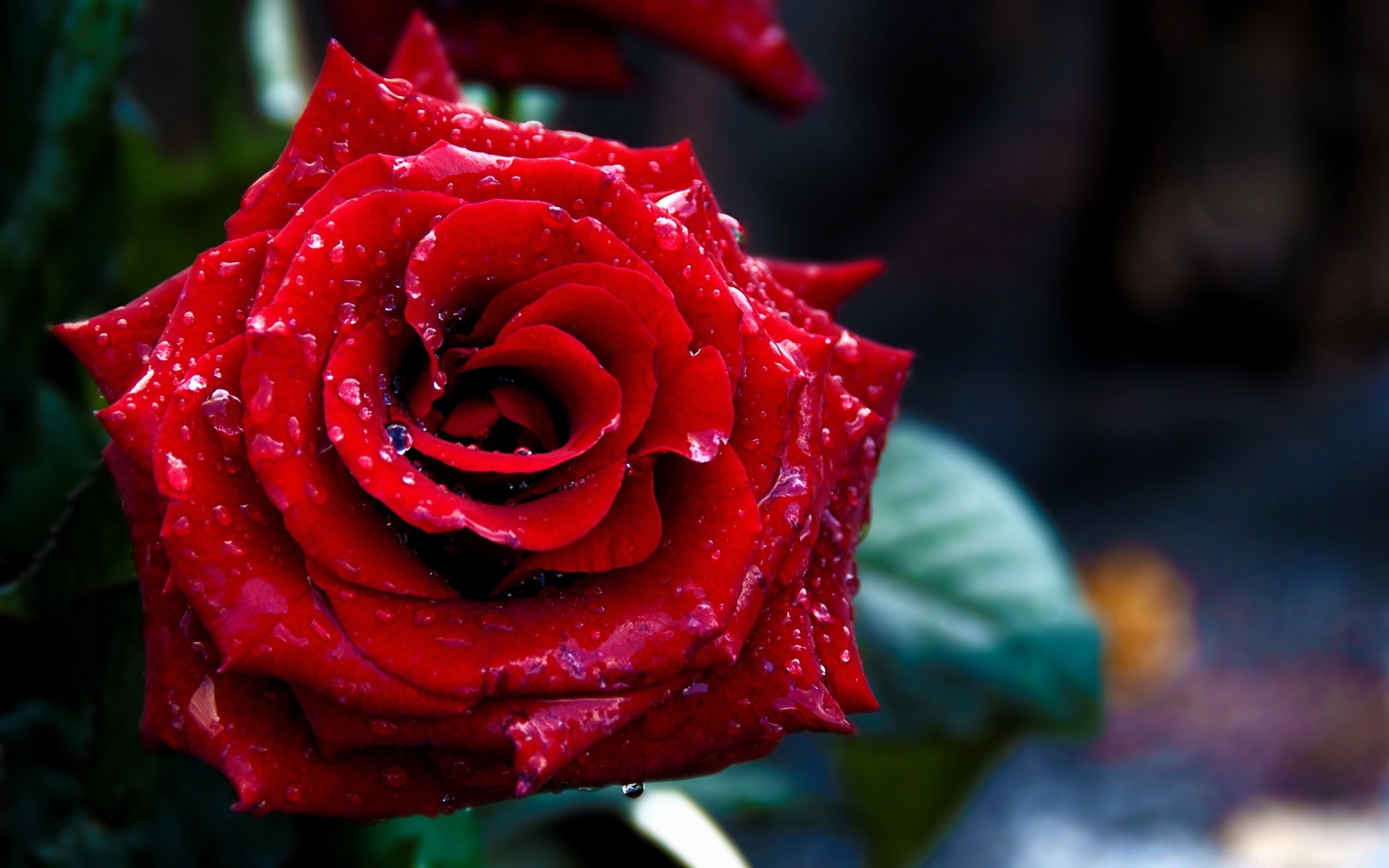 Red Rose Macro Shoot. Android wallpapers for free.