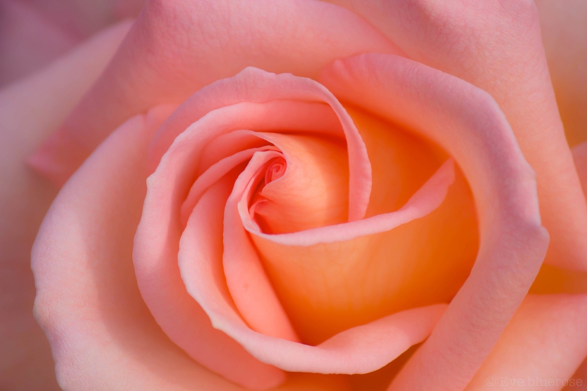 Flowers: Bokeh Petals Pink Rose Macro Nature Images Hd For Pc for HD ...