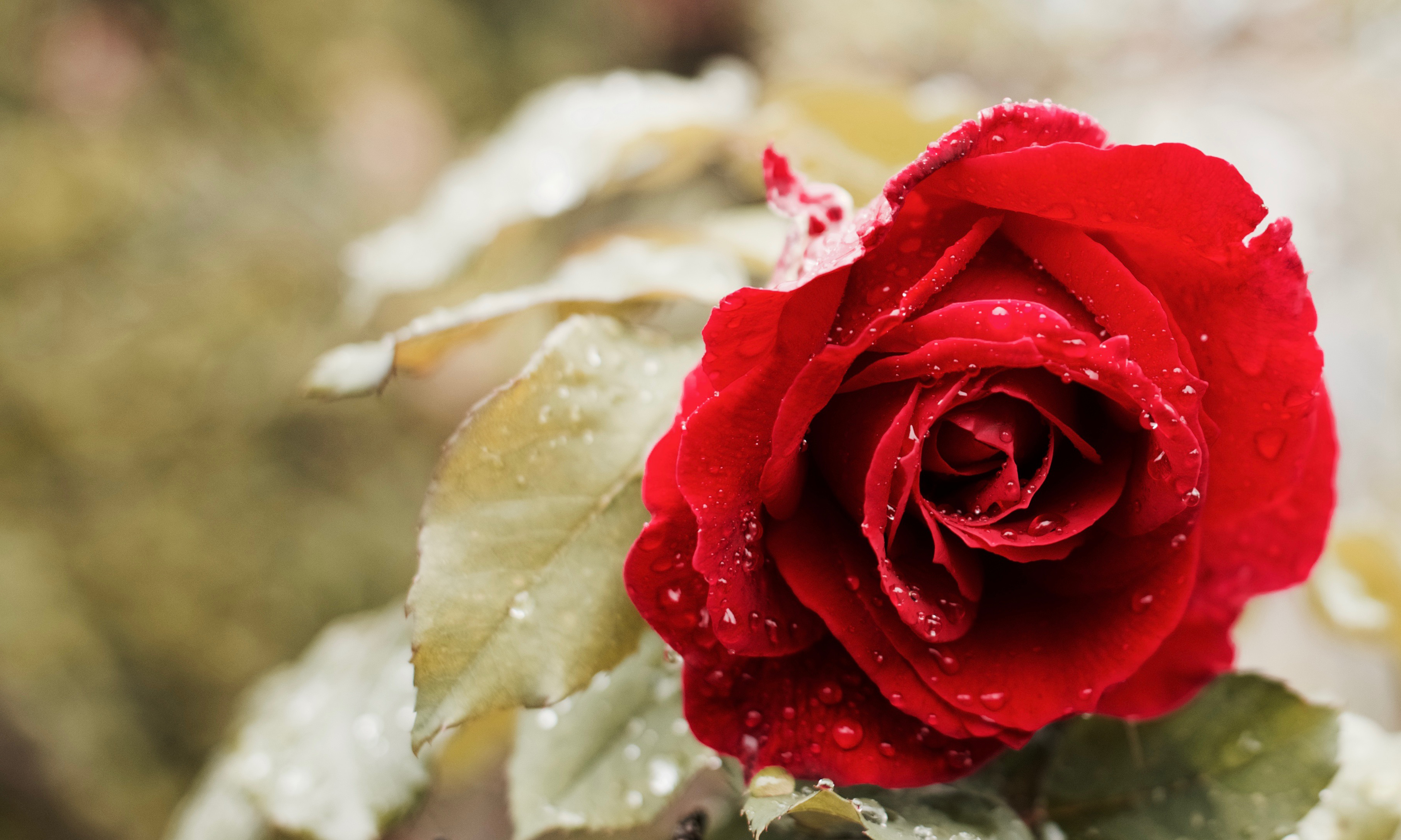 Wallpaper Red Rose, Droplets, Macro, HD, Flowers, #2249