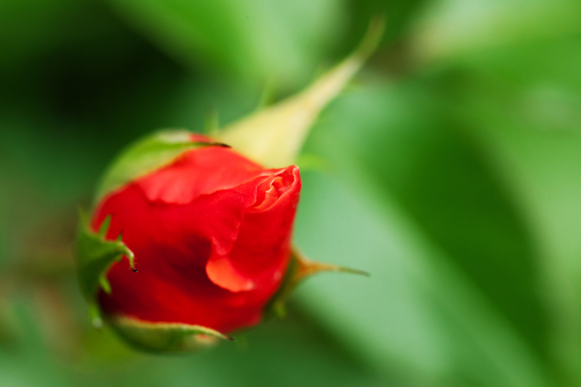 Red Rosebud On Green Free Stock Photo - Public Domain Pictures
