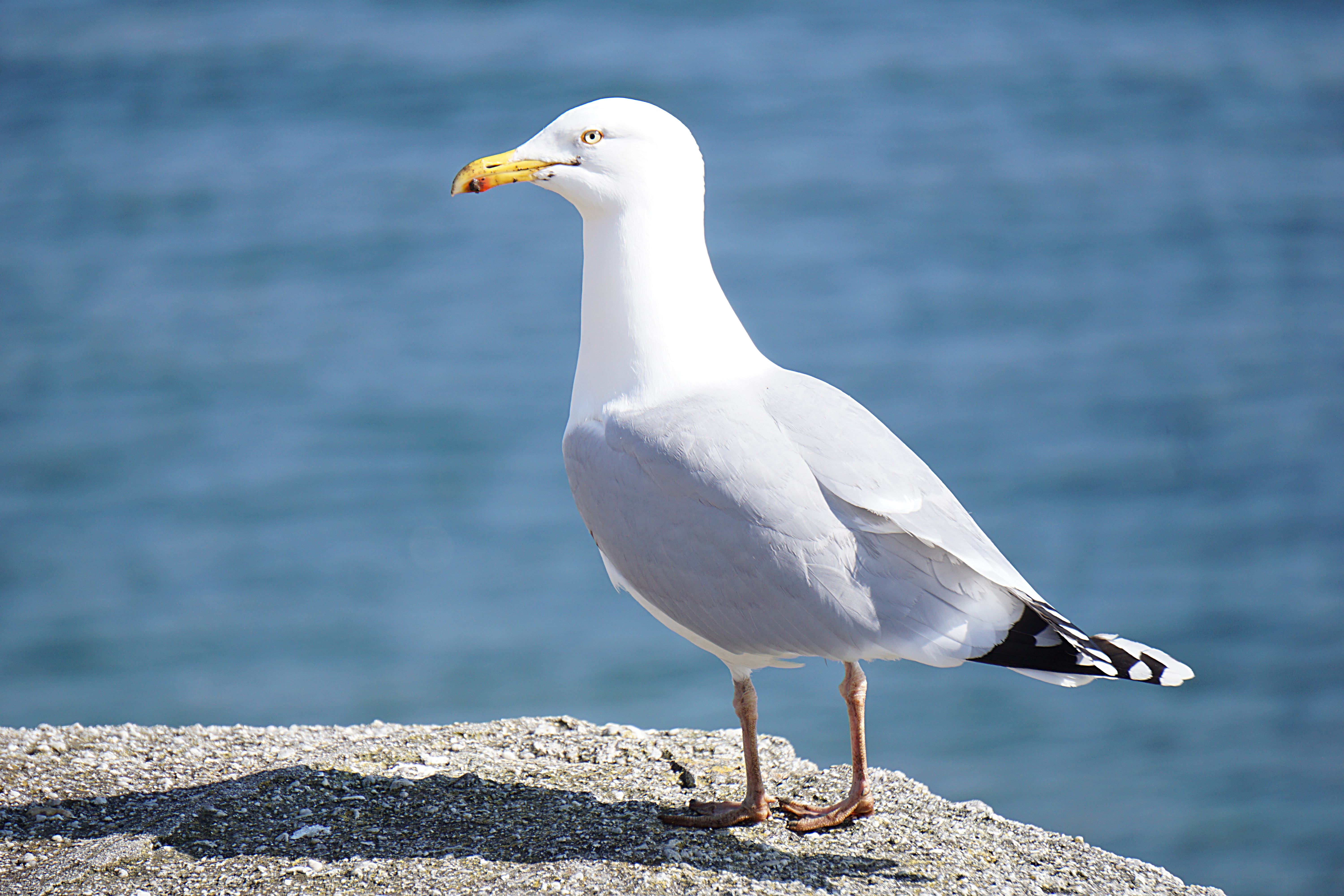 Free Images : sea, bird, seabird, seagull, wildlife, beak, macro ...