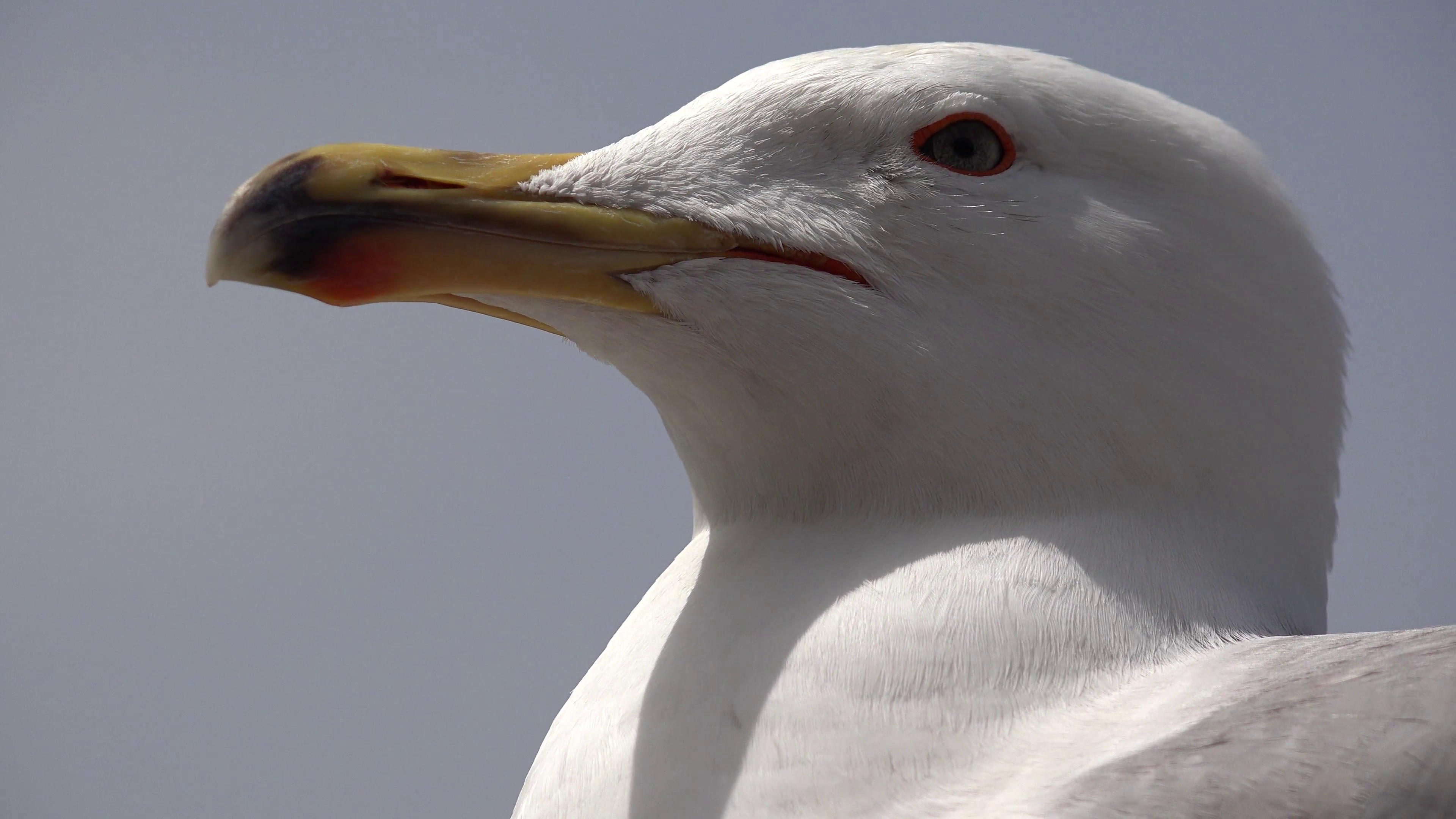 4K Seagull on Beach Closeup Macro, Head, Eyes of Seabird Close Up ...