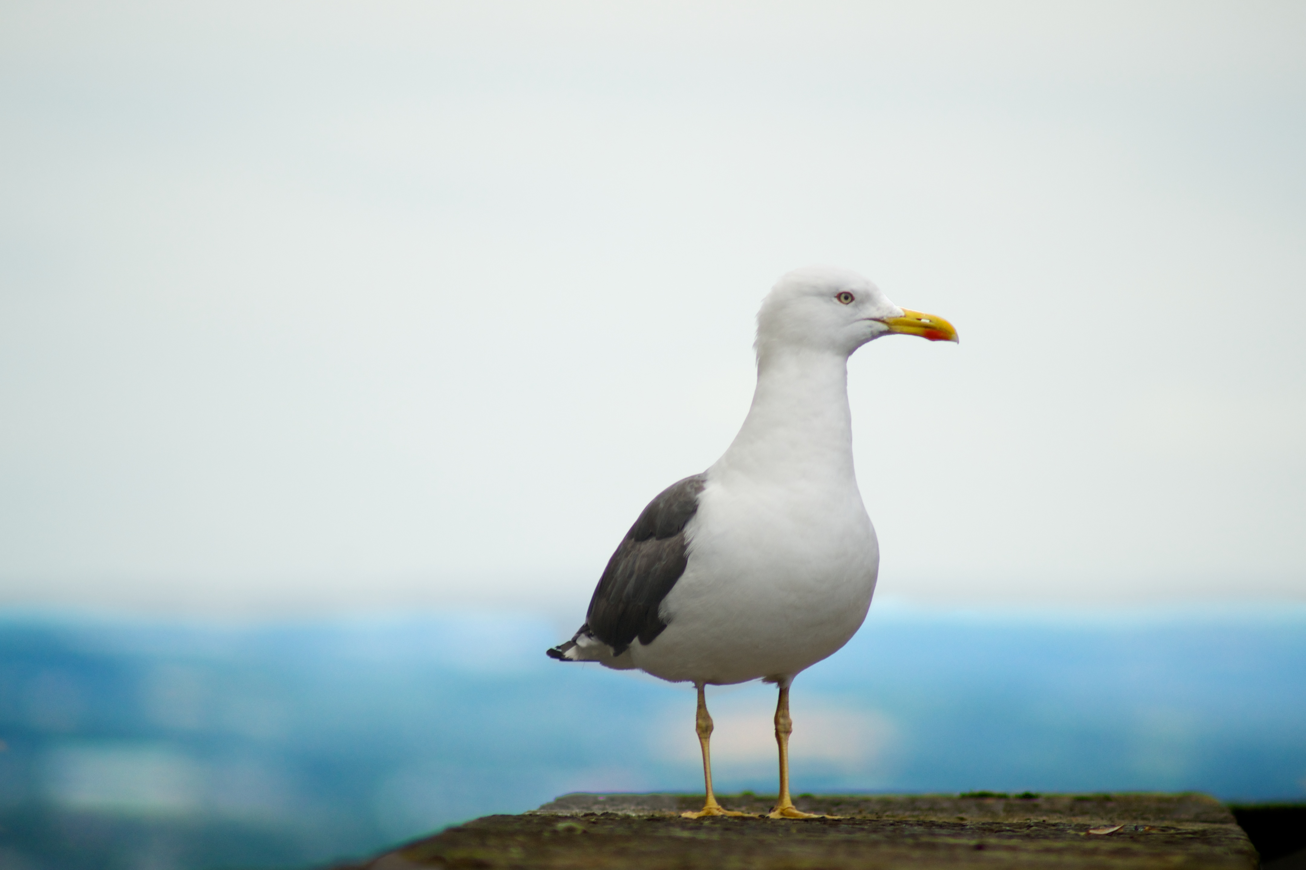 Free Images : sea, bird, animal, seabird, seagull, wildlife, beak ...
