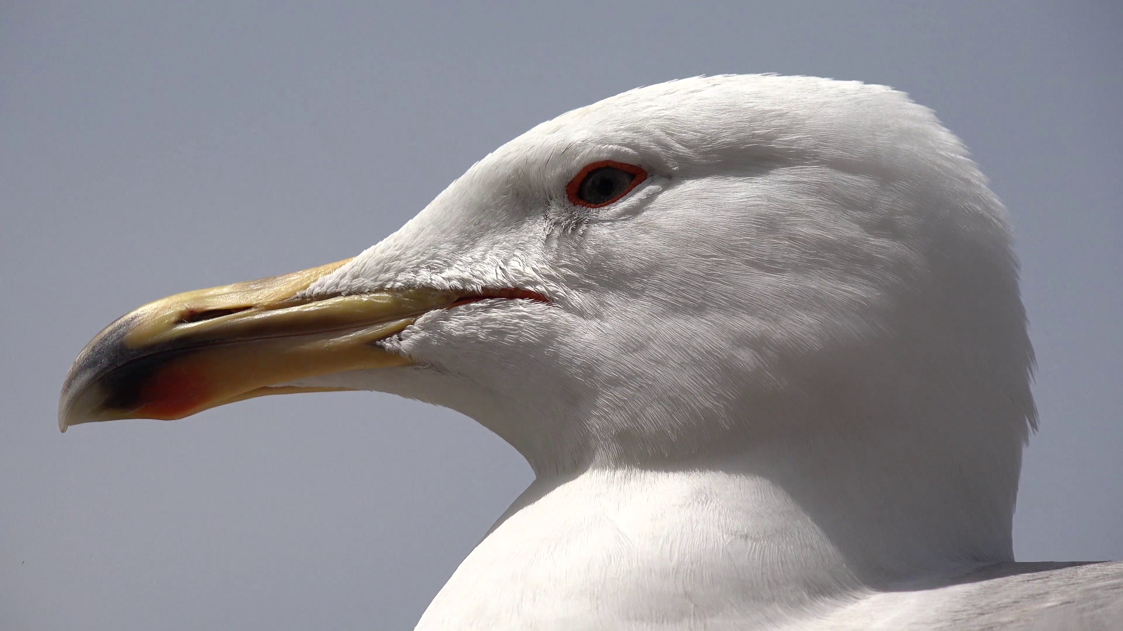 4K Seagull on Beach Closeup Macro, Head, Eyes of Seabird Close Up ...