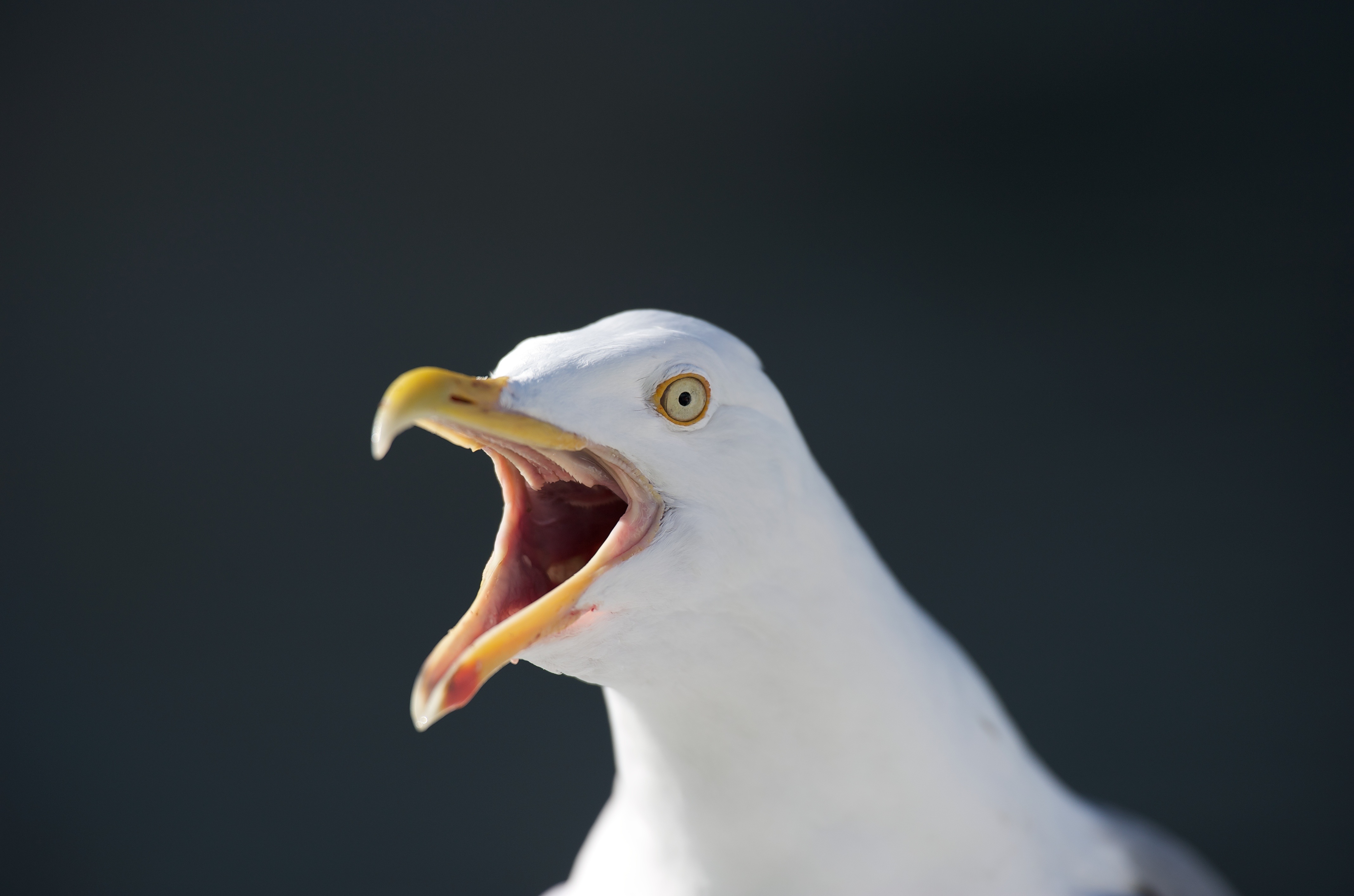 Macro Seagull, Animal, Bird, Gull, Nature, HQ Photo