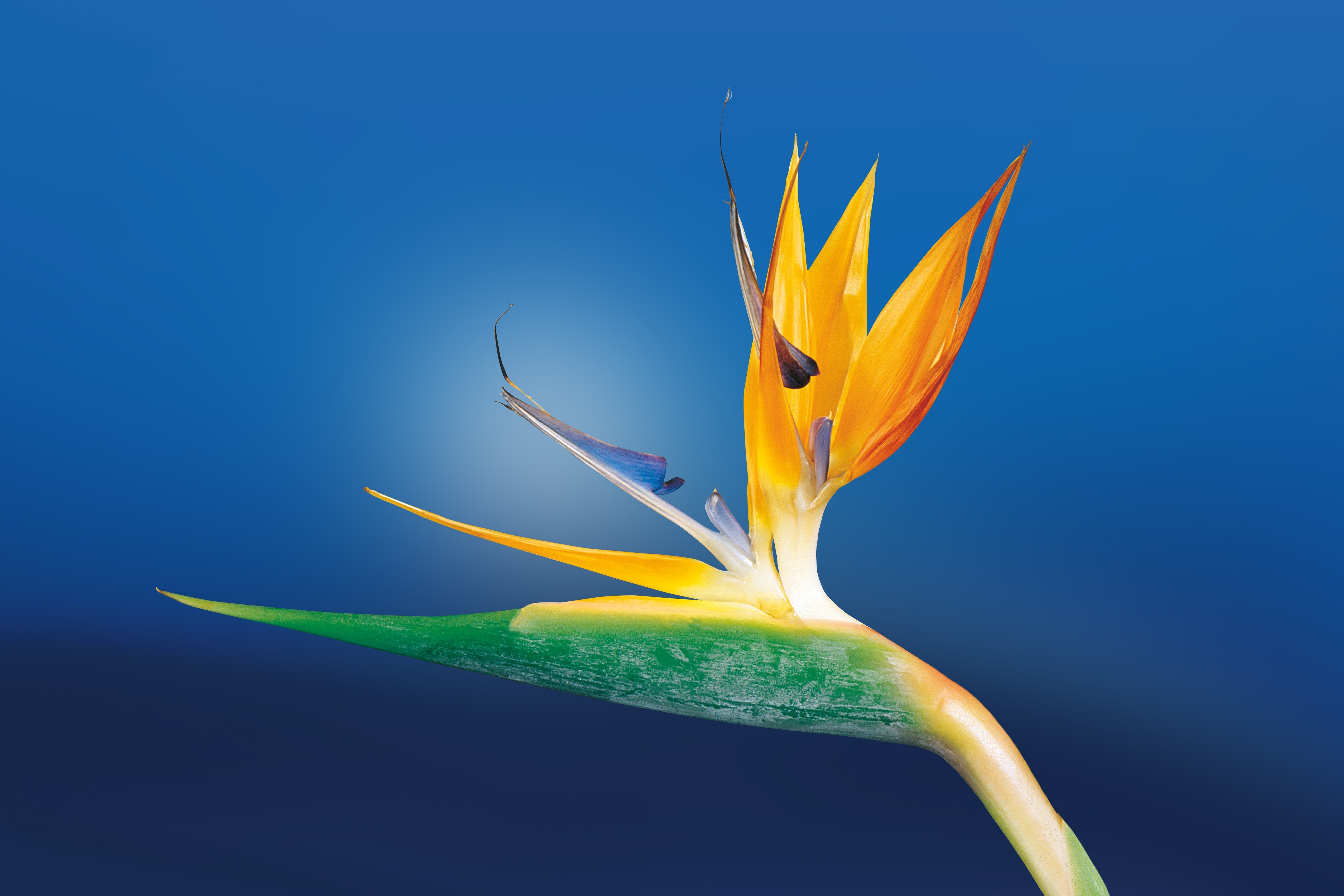 Macro Shoot Photography of Birds of Paradise Flower, Bloom, Blossom, Flora, Flower, HQ Photo