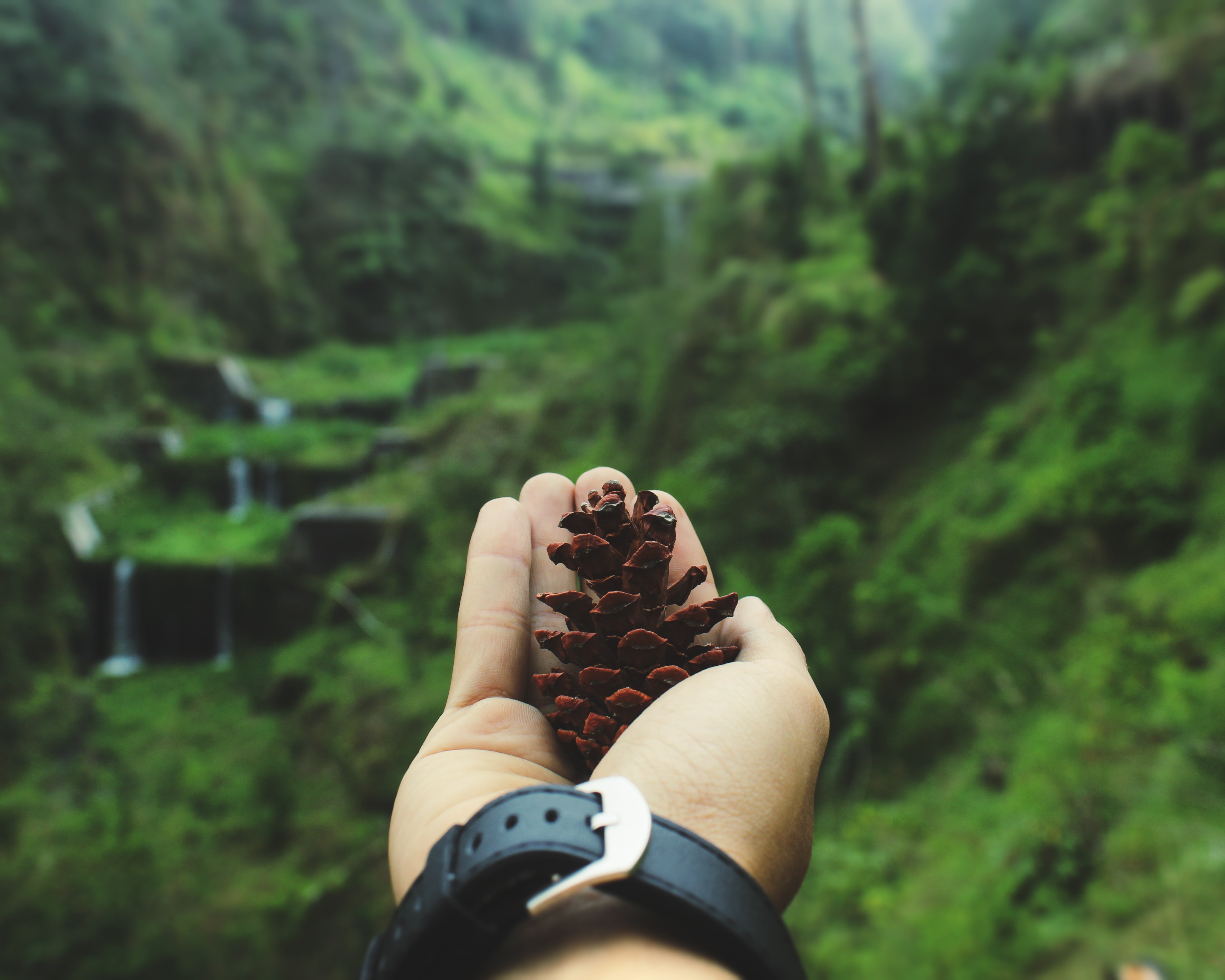 Macro Shot of Person Holding Pinecone, Nature, Young, Wristwatch, Wood, HQ Photo