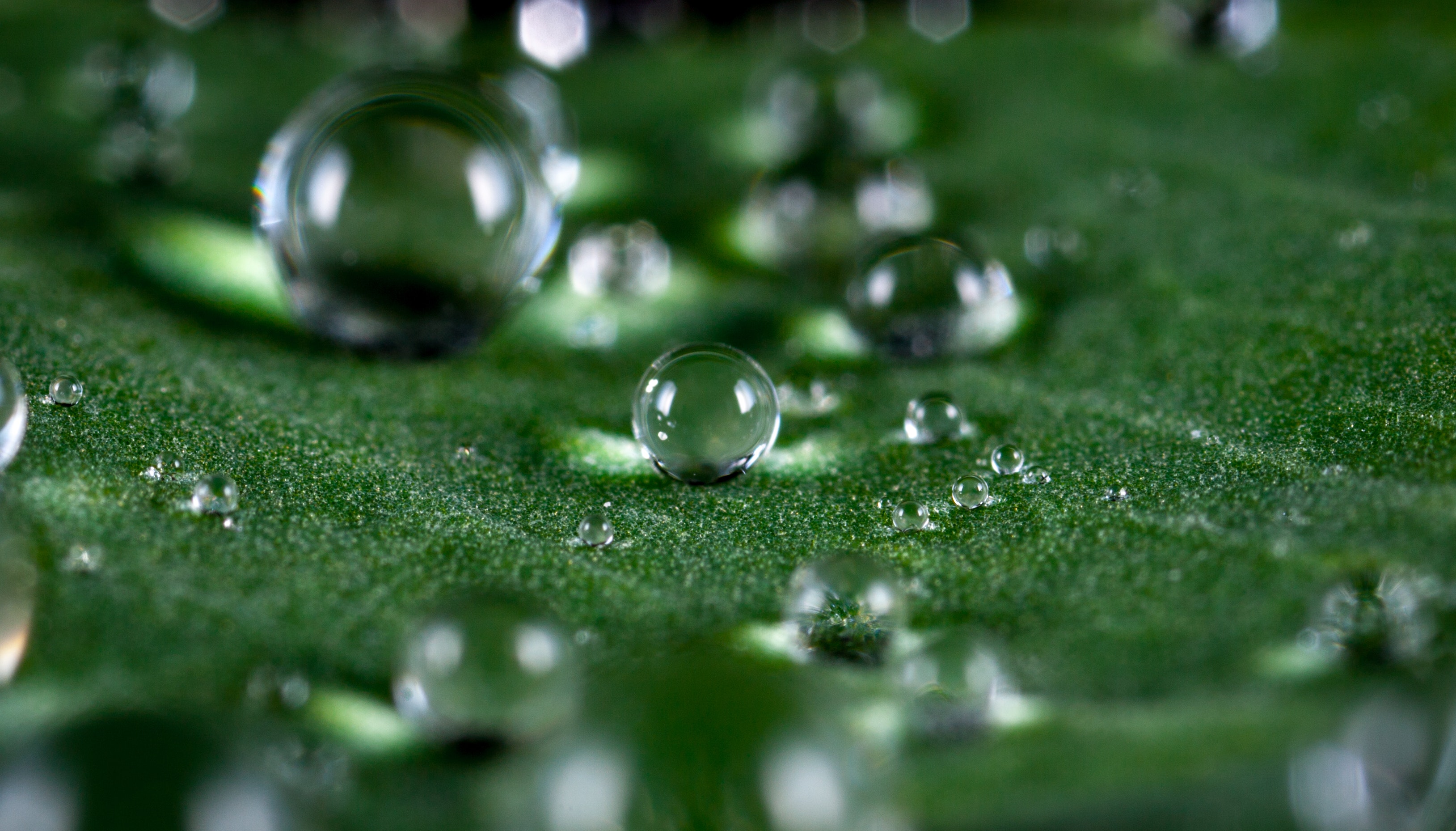 Macro shot of water droplets photo