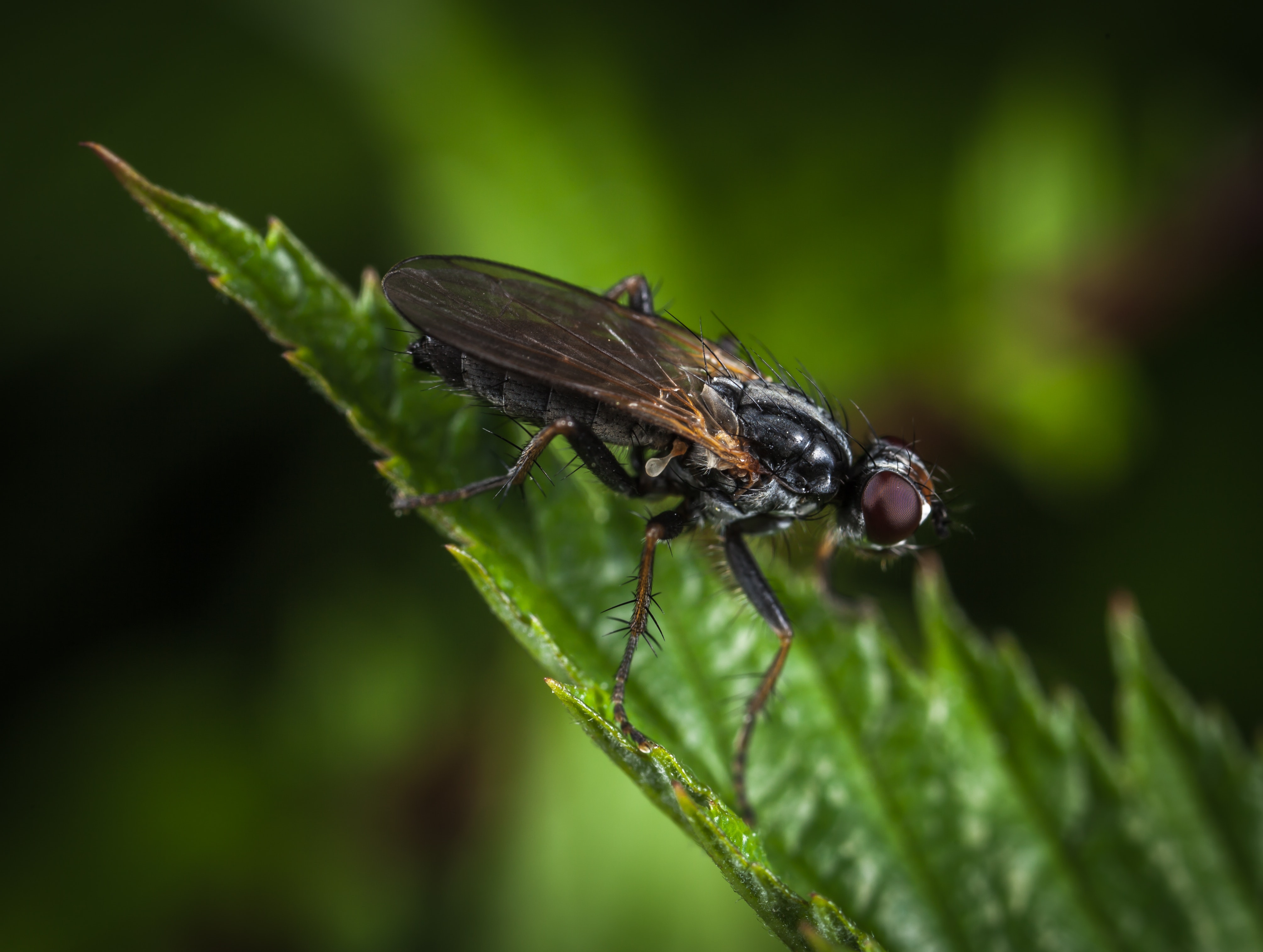 Macro Shot Photography of Black and Brown Housefly, Animal, Little, Wildlife, Wild, HQ Photo