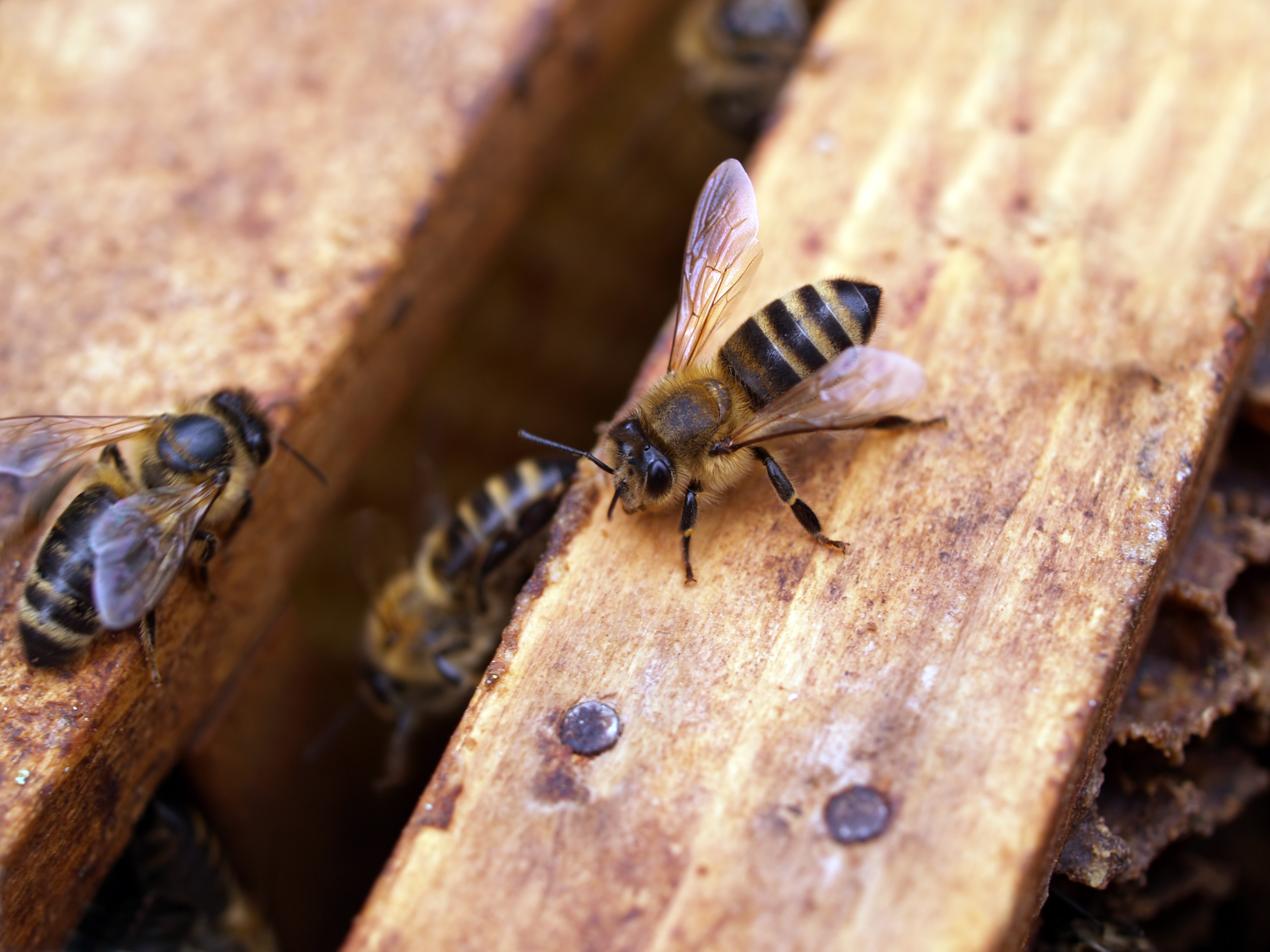 Macro Shot Photography of Black-and-yellow Bees, Animal, Invertebrate, Wings, Wildlife, HQ Photo