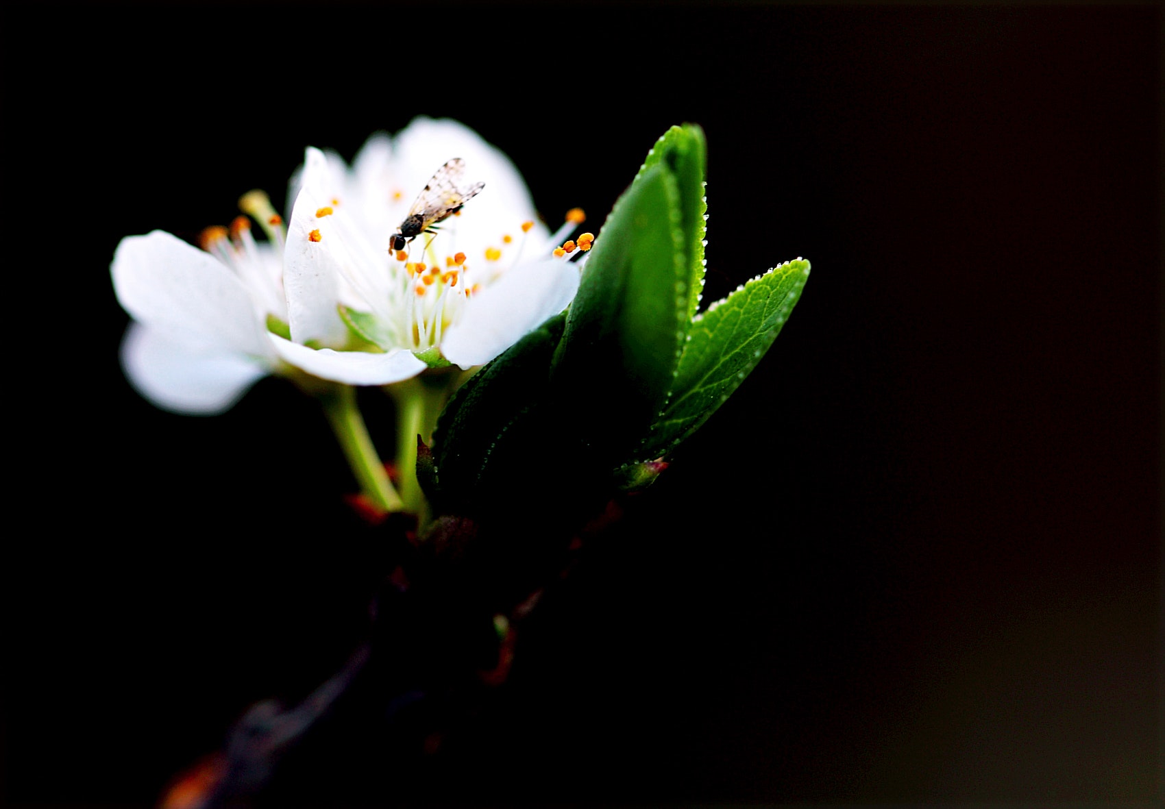 Macro shot photography of white flower