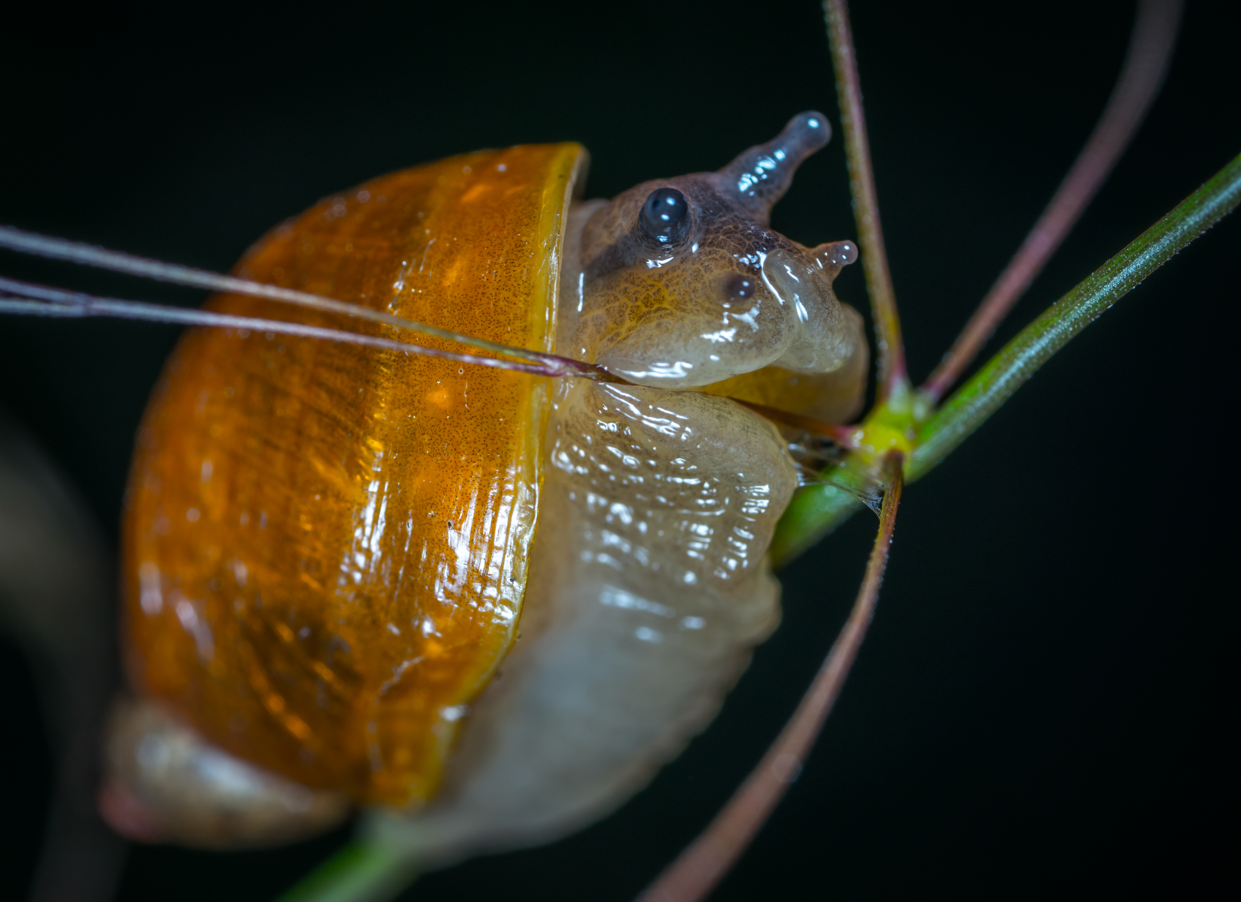 Free Images : snail, fauna, snails and slugs, macro photography ...