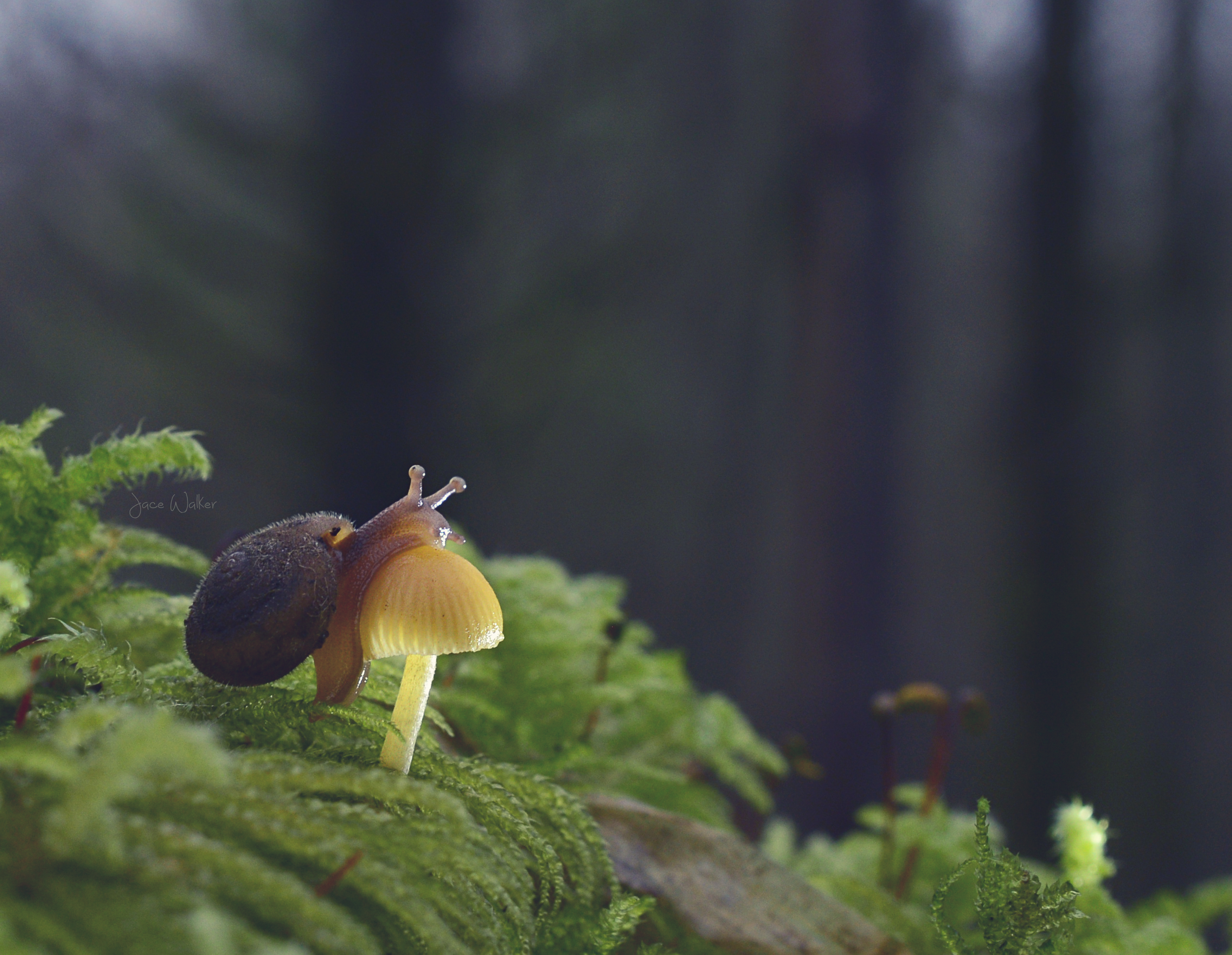 Macro Snail and Mushroom – The Bird Nerd