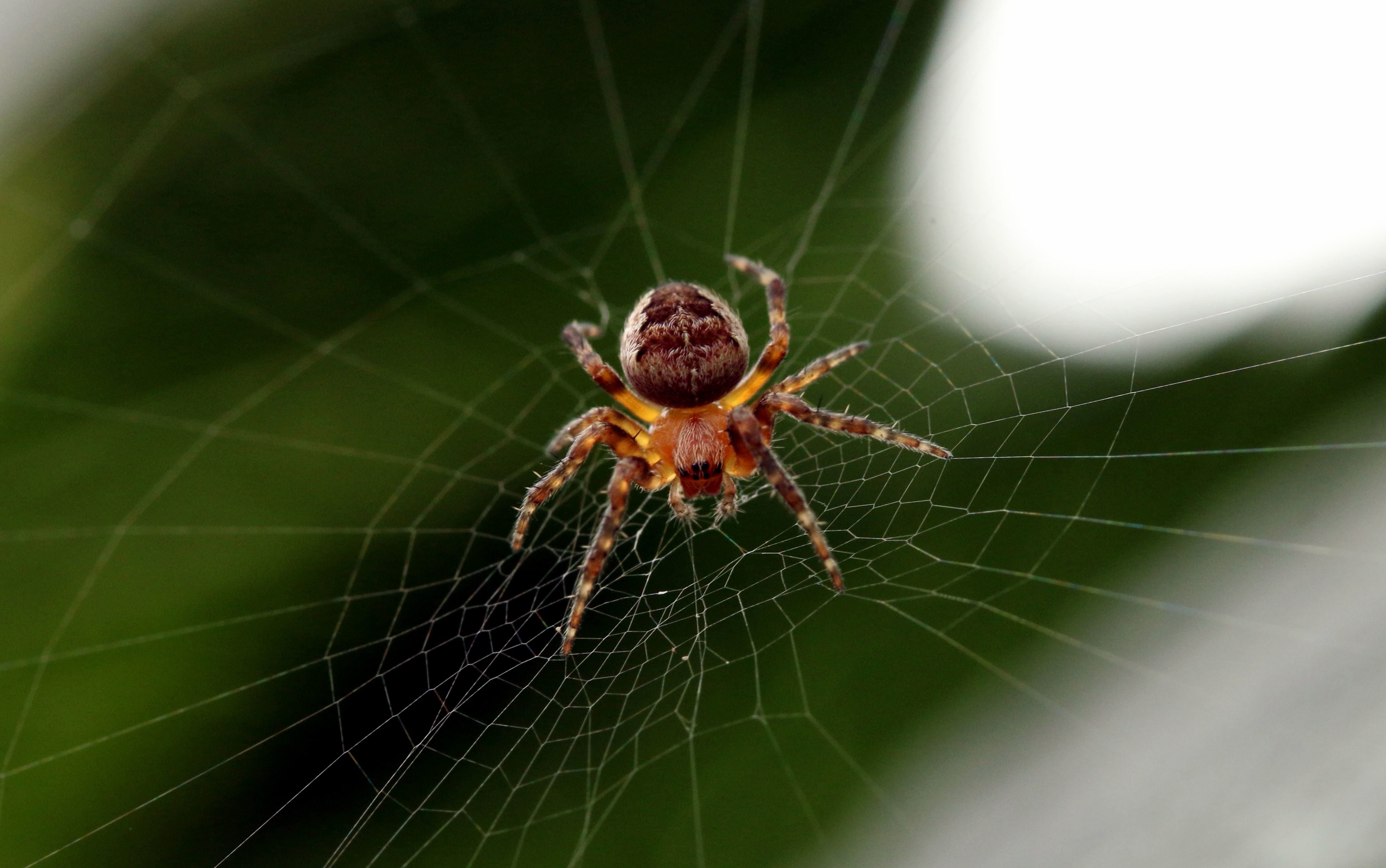 Free picture: spider, spiderweb, tarantulla, trap, web, poisonous ...