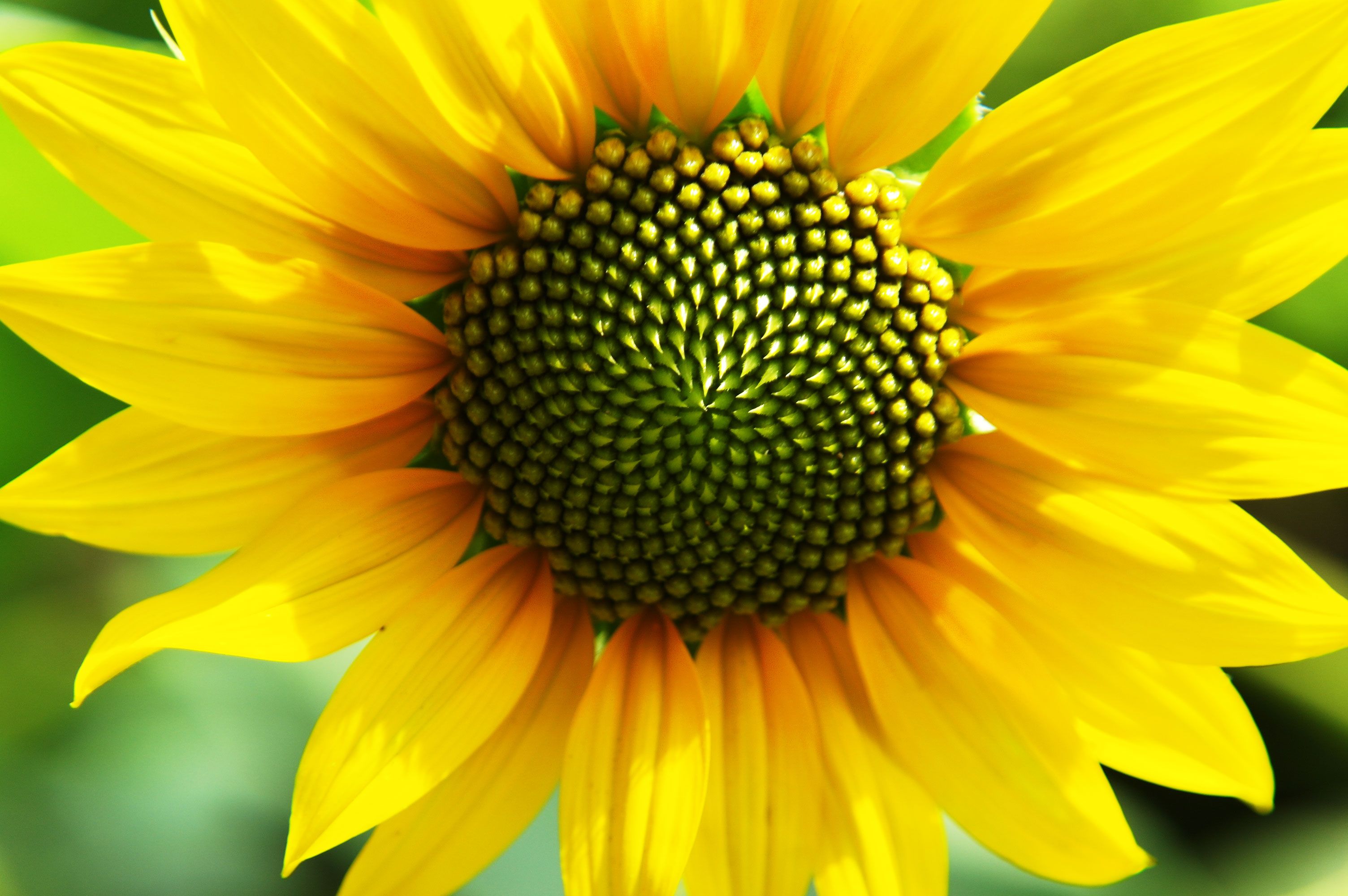 Resultado de imagem para sunflower macro | Sunflowers | Pinterest ...