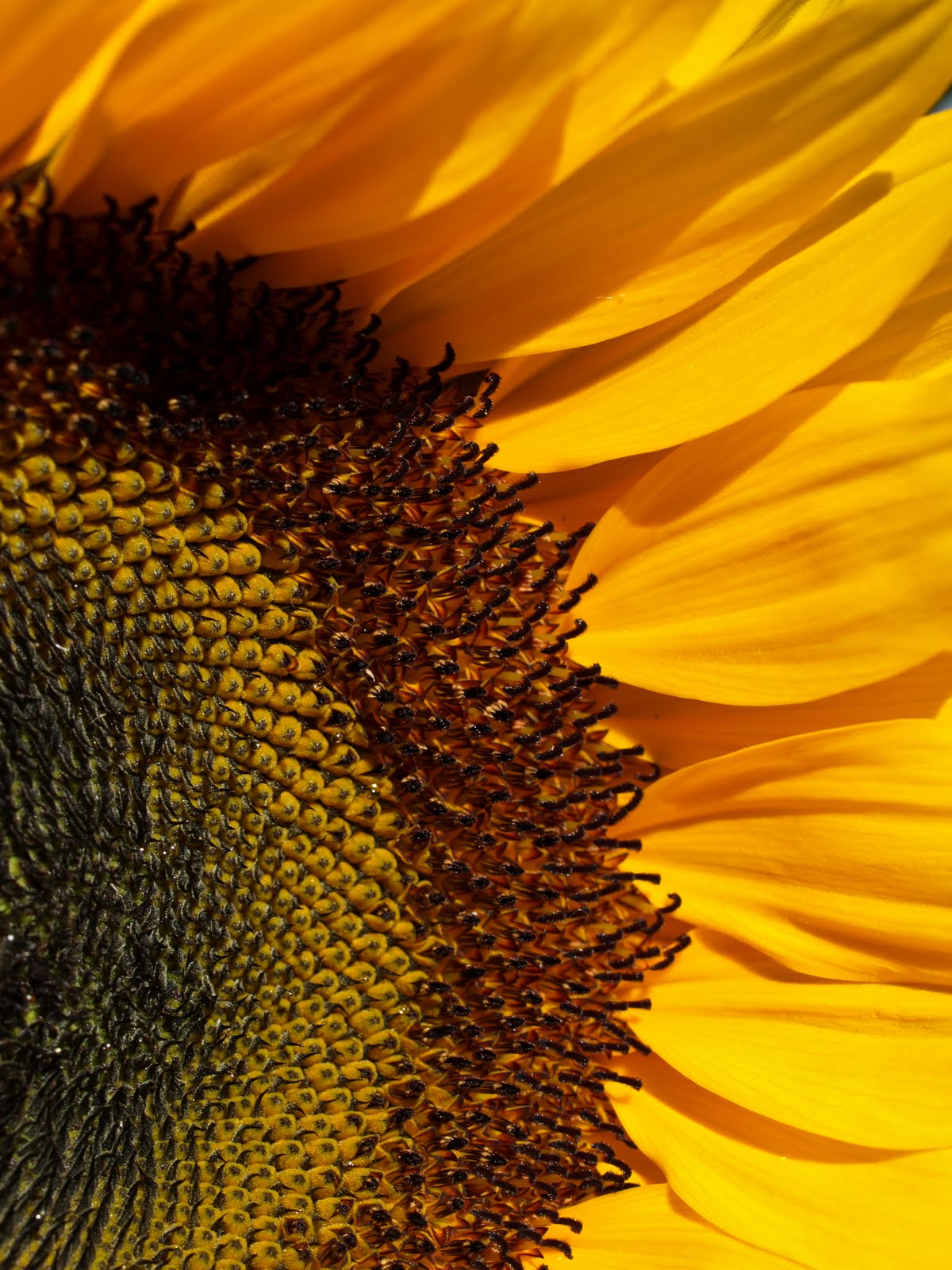 Resultado de imagem para sunflower macro | SUNFLOWERS | Pinterest ...