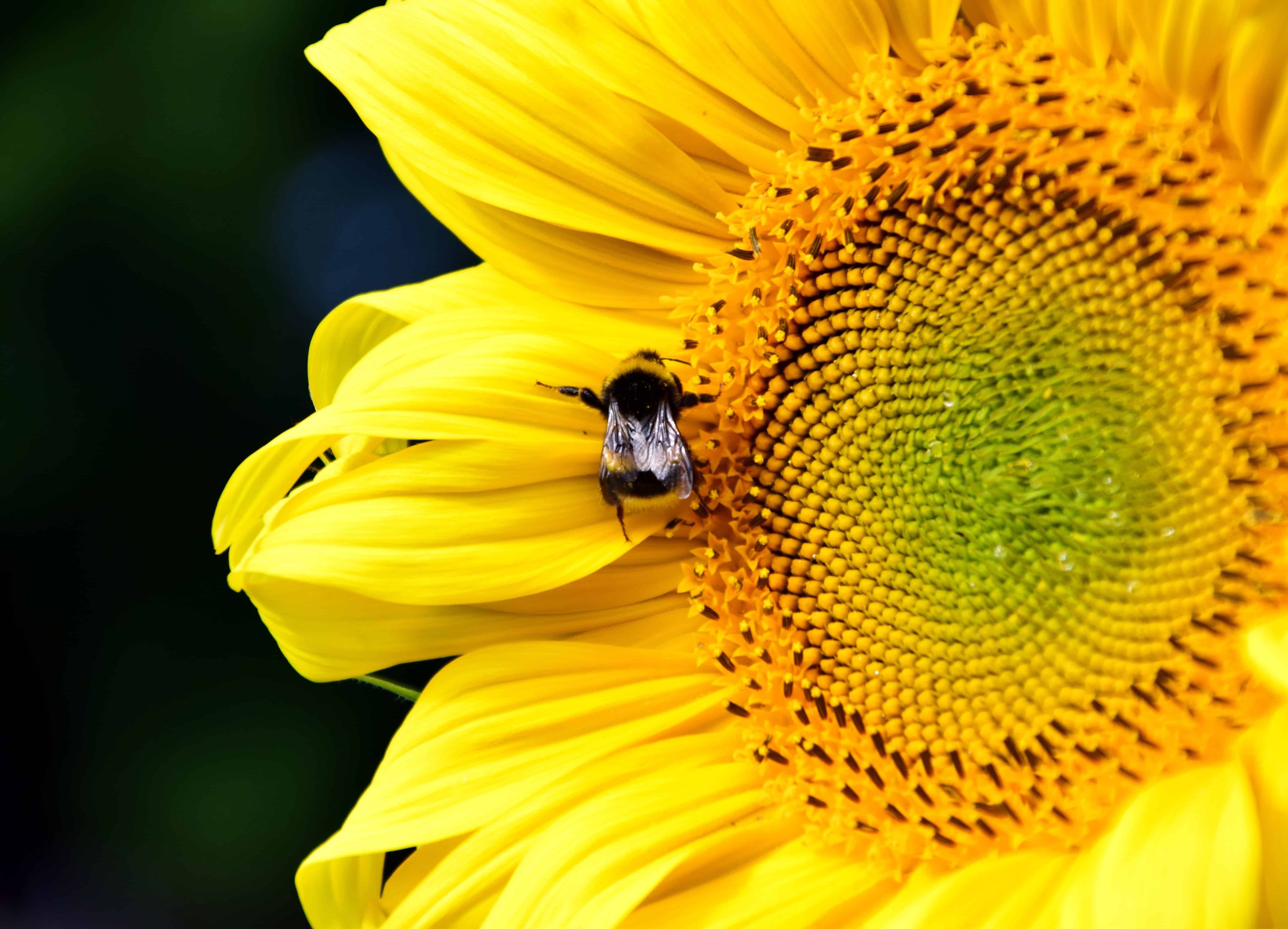 Free picture: bumblebee, herb, macro, detail, seed, flower, sunflower