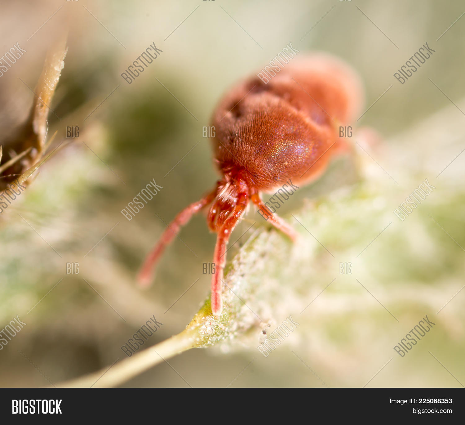 Red Tick Nature. Macro . Park Image & Photo | Bigstock