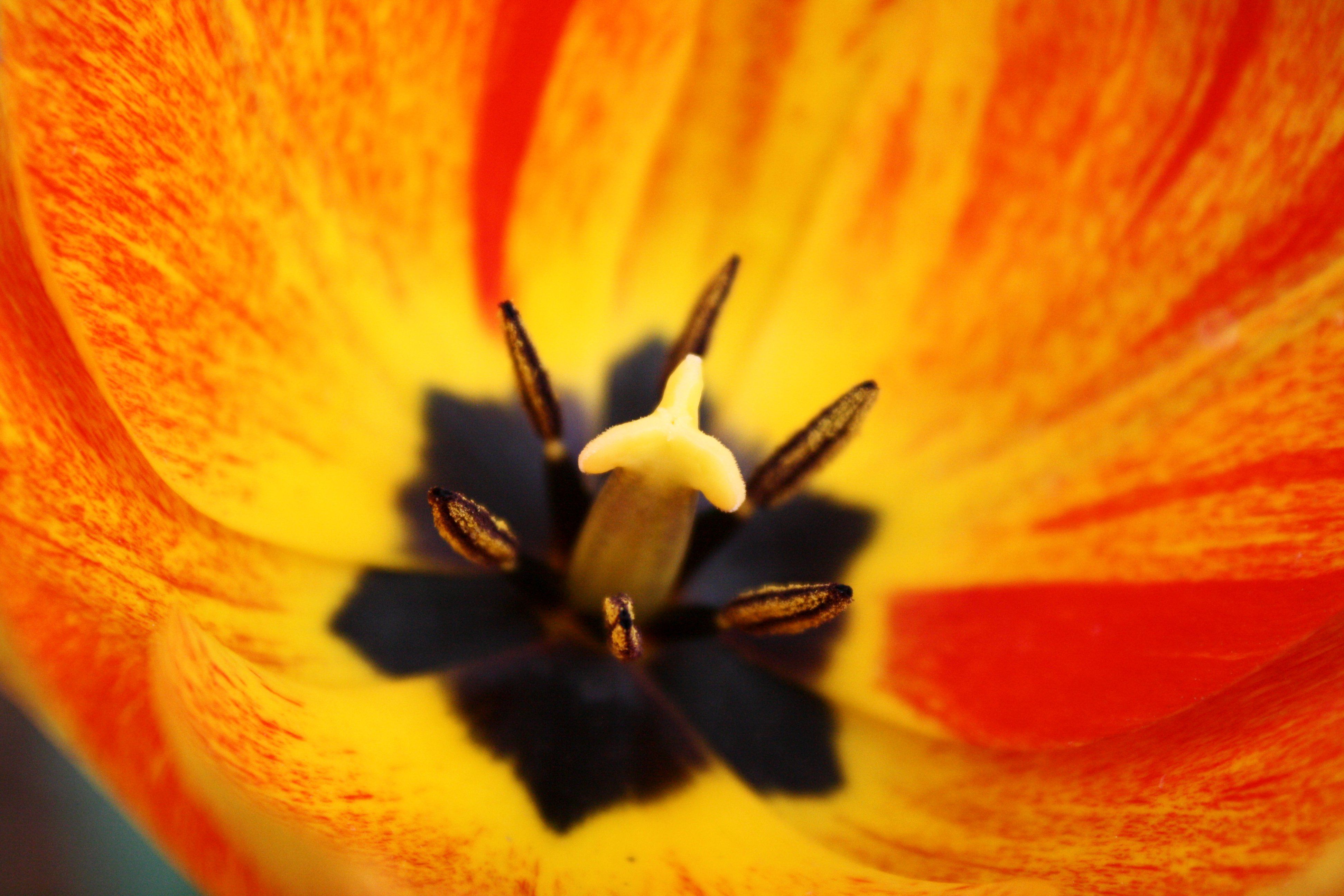 Inside of Orange Flame Rembrandt Tulip – Macro Close Up | plant unit ...