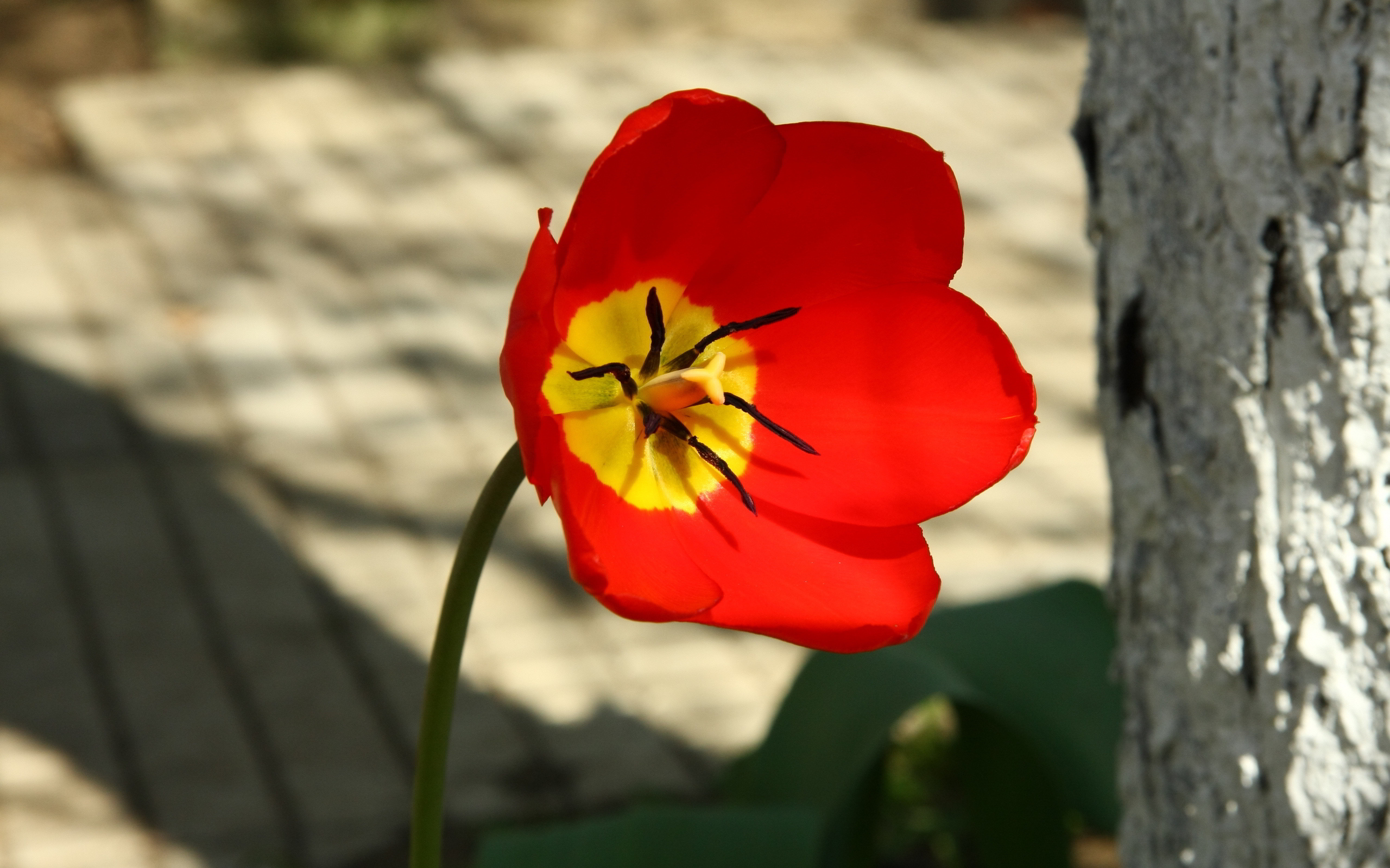 Red tulip macro #6932684
