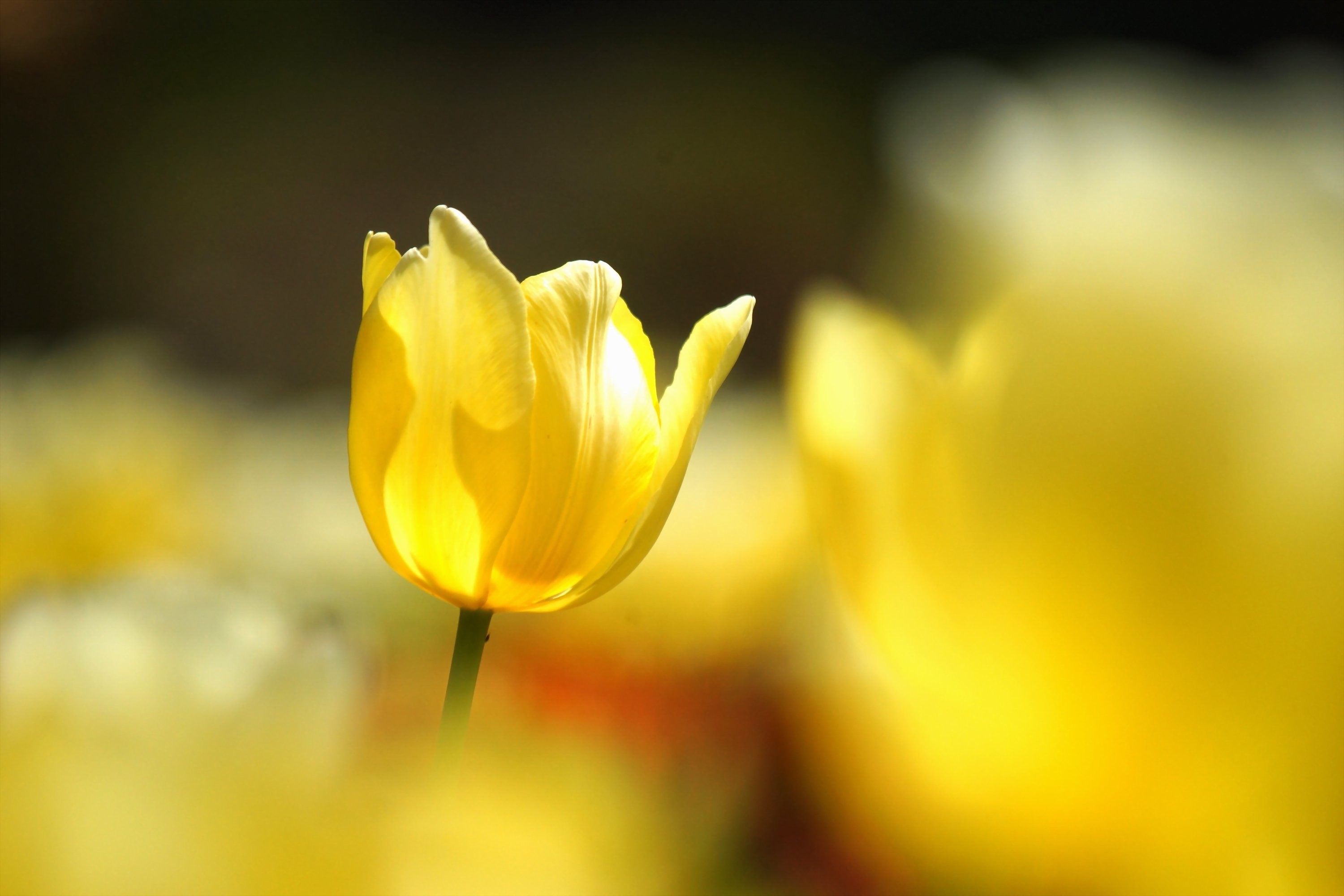 Flowers: Flower Macro Tulip Bokeh Nature Scene Background for HD 16 ...