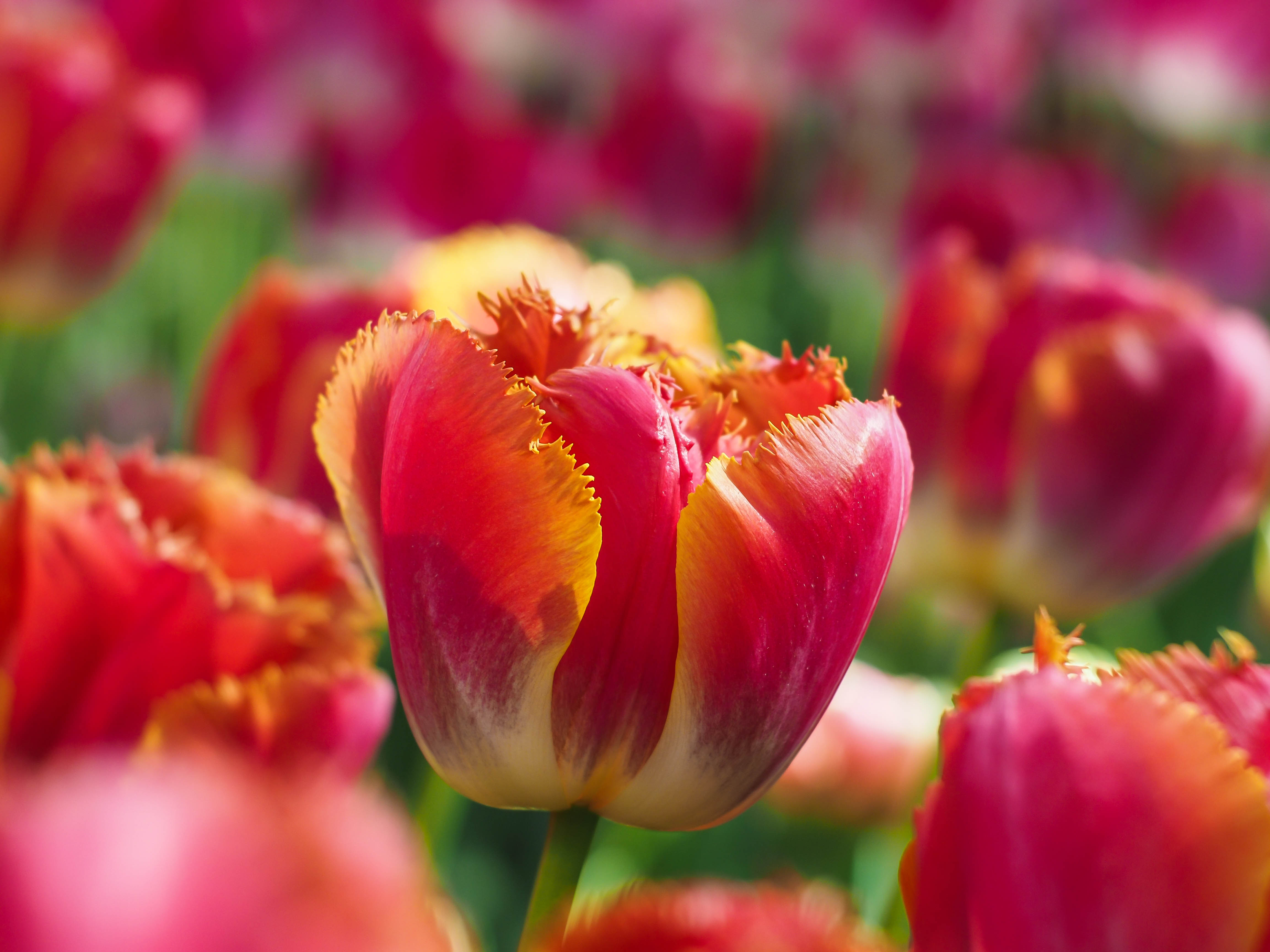 Wallpaper Tulips, Spring, Red, Macro, 4K, Flowers, #1514