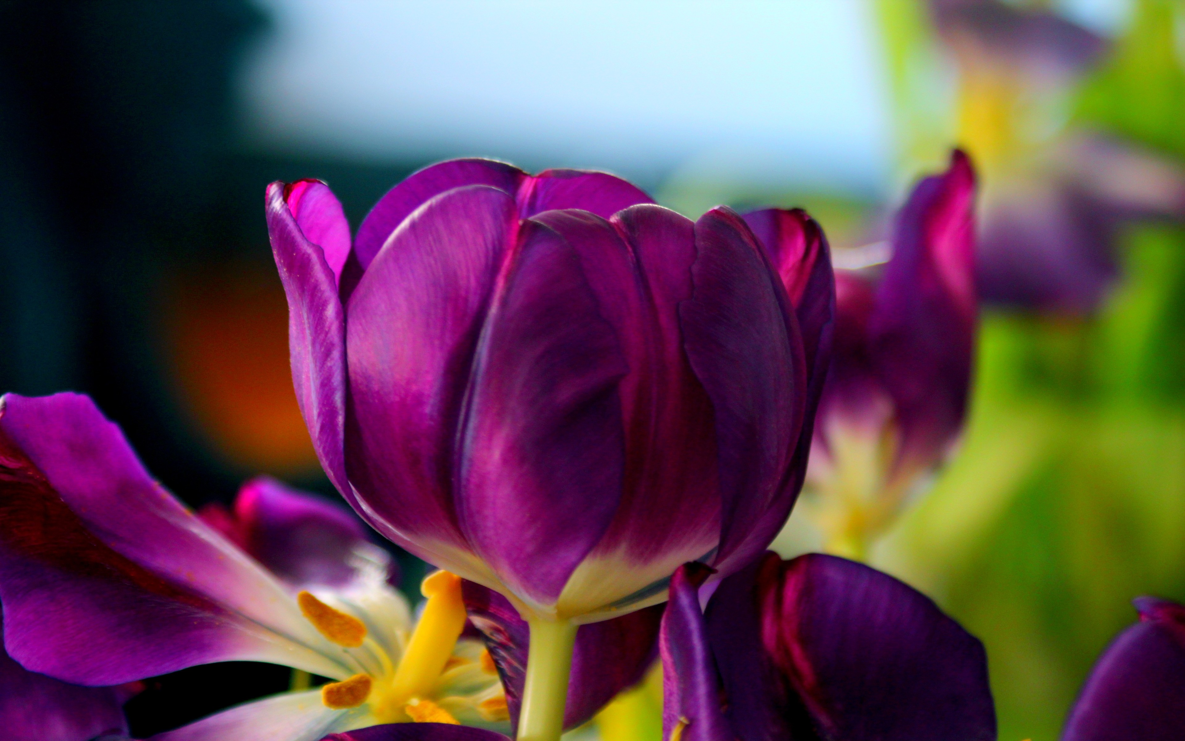 Flowers: Nature Tulip Macro Flower Purple Wallpaper New for HD 16:9 ...