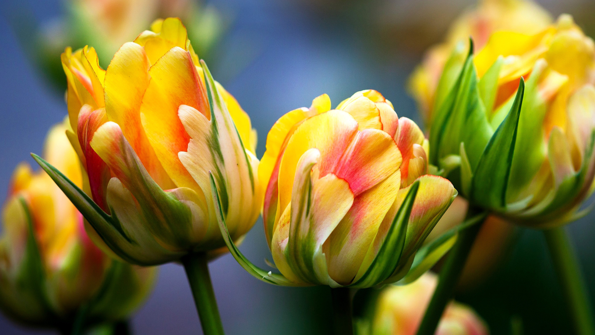 Tulips, macro, bright, flora, flowers, yellow flowers wallpaper ...