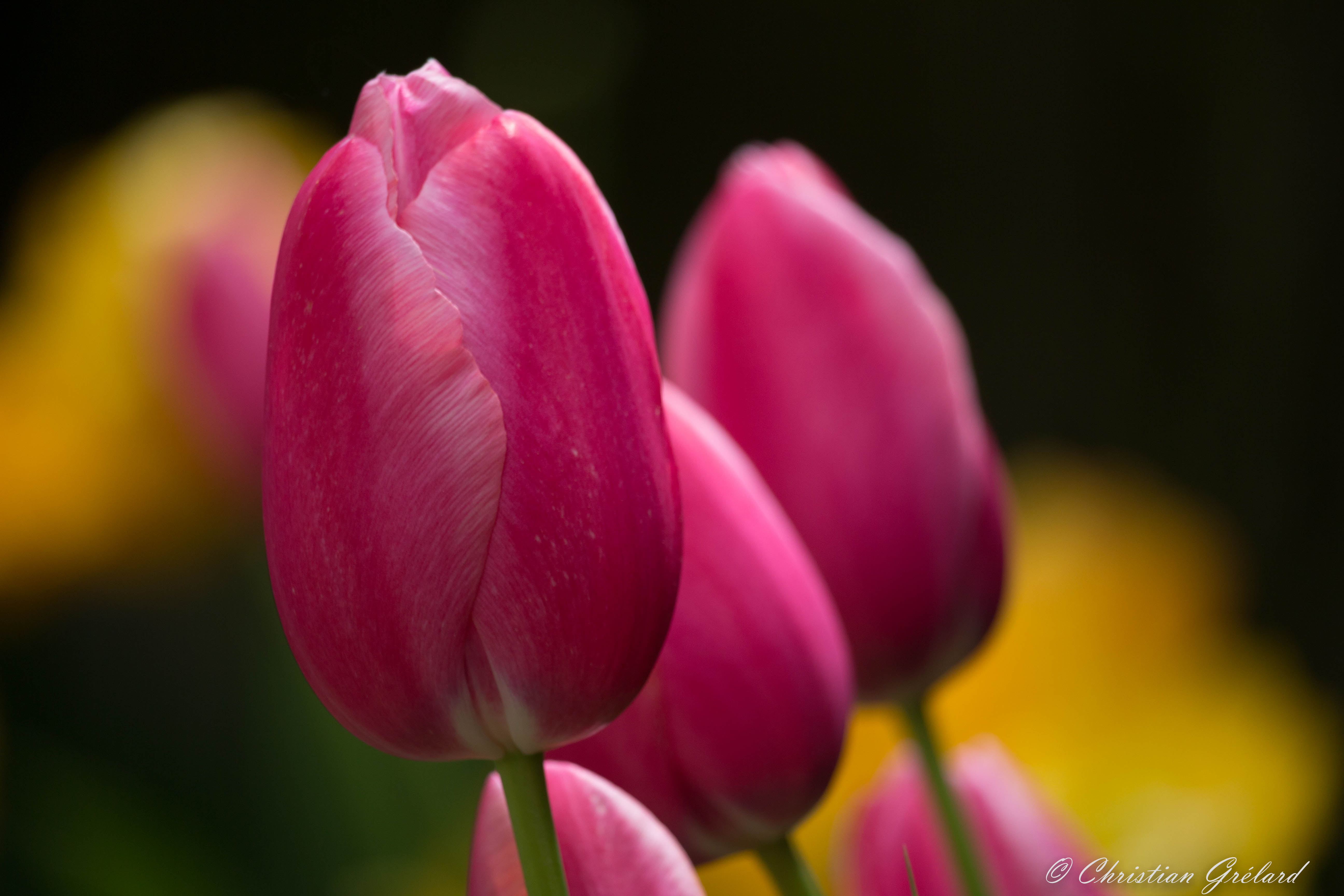 Macro shot of pink flowers, tulips HD wallpaper | Wallpaper Flare
