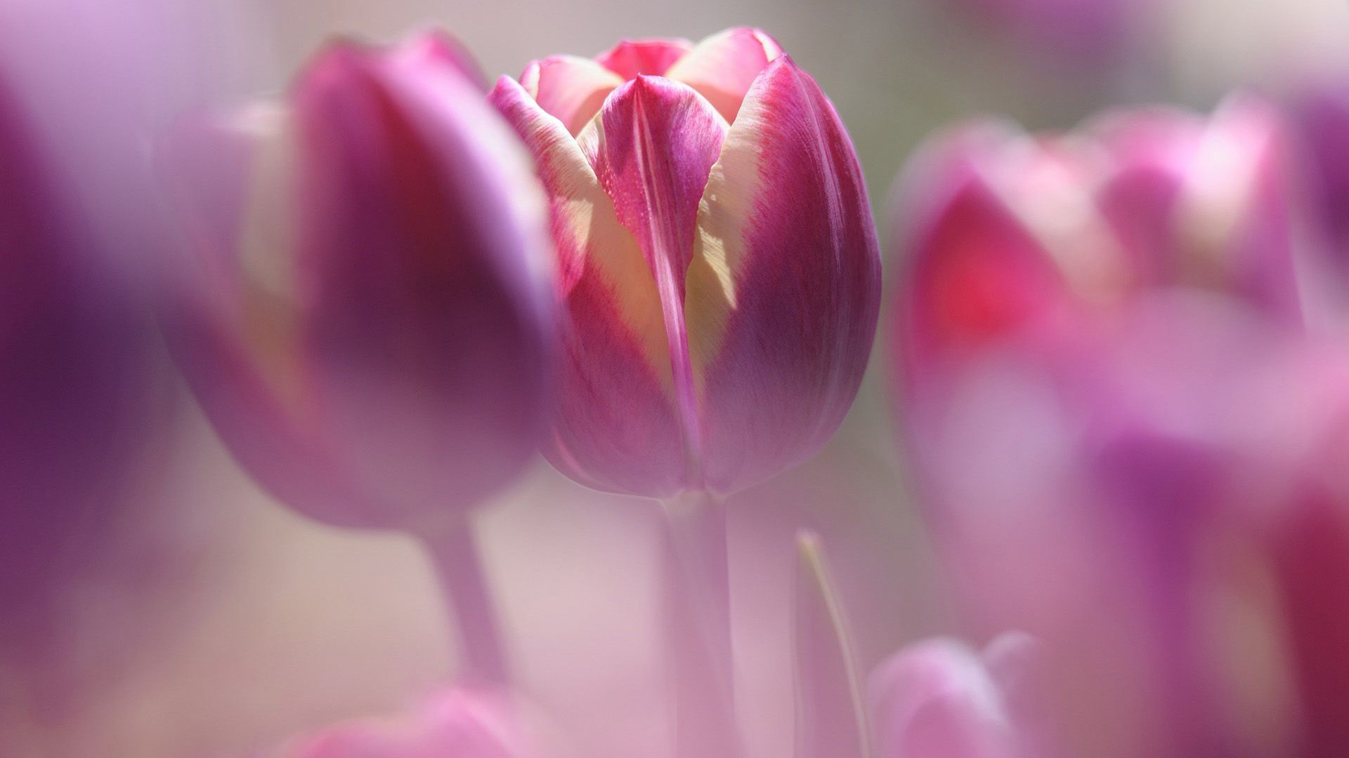 FLOWERS MACRO BUTTERFLY NATURE HQ WALLPAPER | Excellent Macro Tulip ...