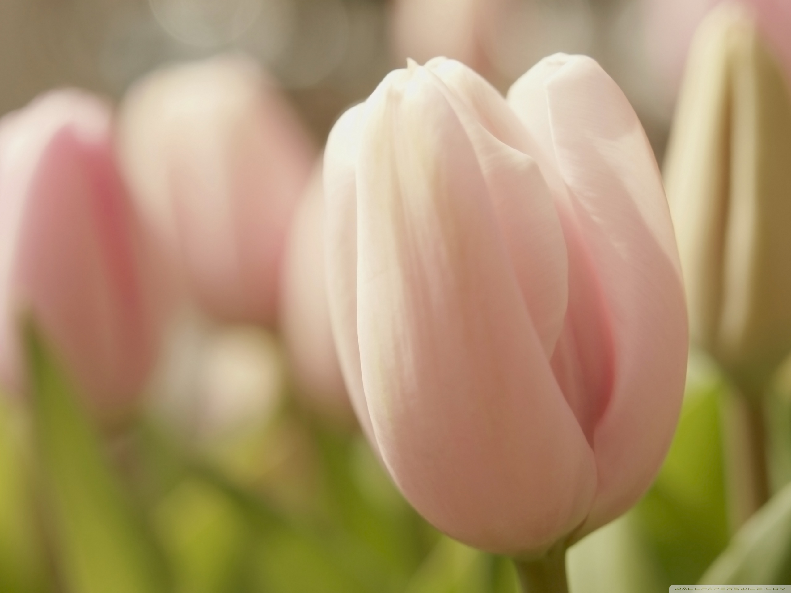 Pink Tulip Macro ❤ 4K HD Desktop Wallpaper for • Tablet ...