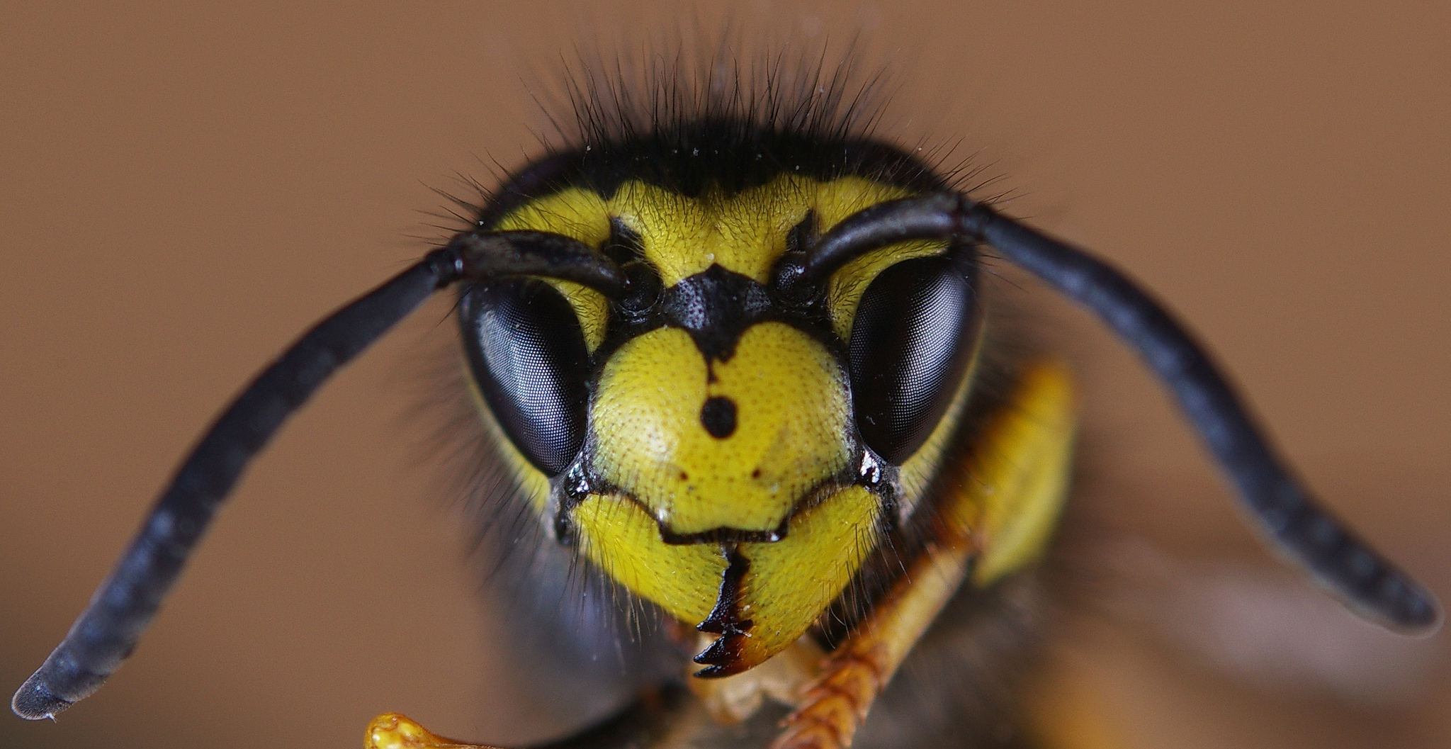Macro wasp photo
